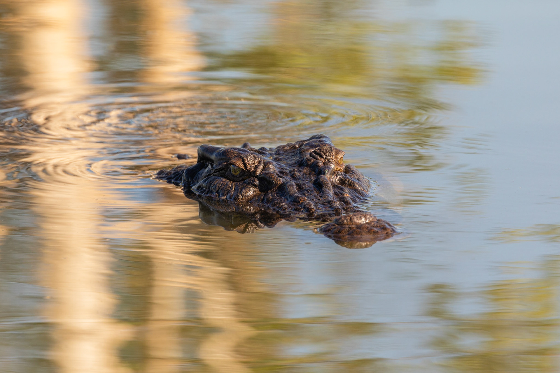 Saltwater crocodile surfacing in the Yellow Water Billabong