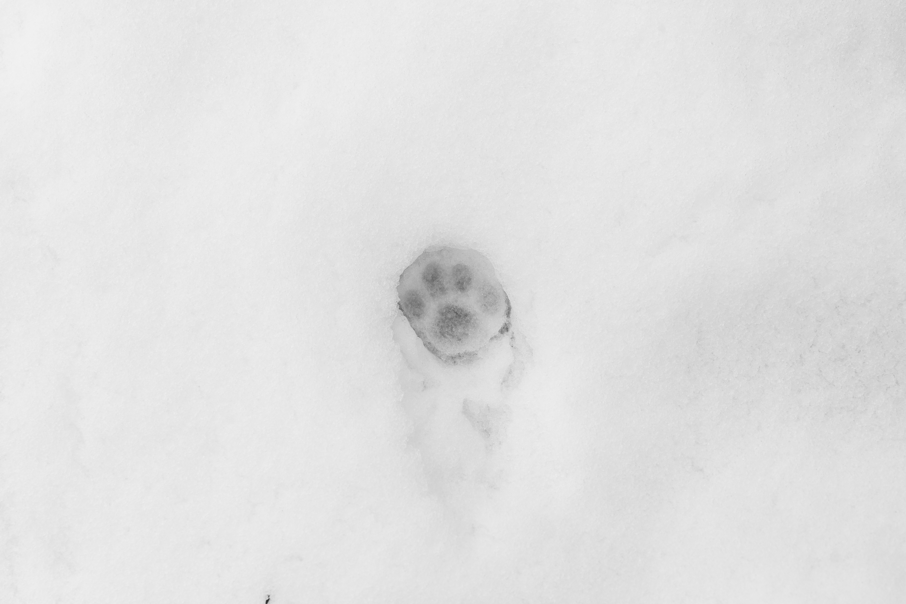 footprint of a european wildcat