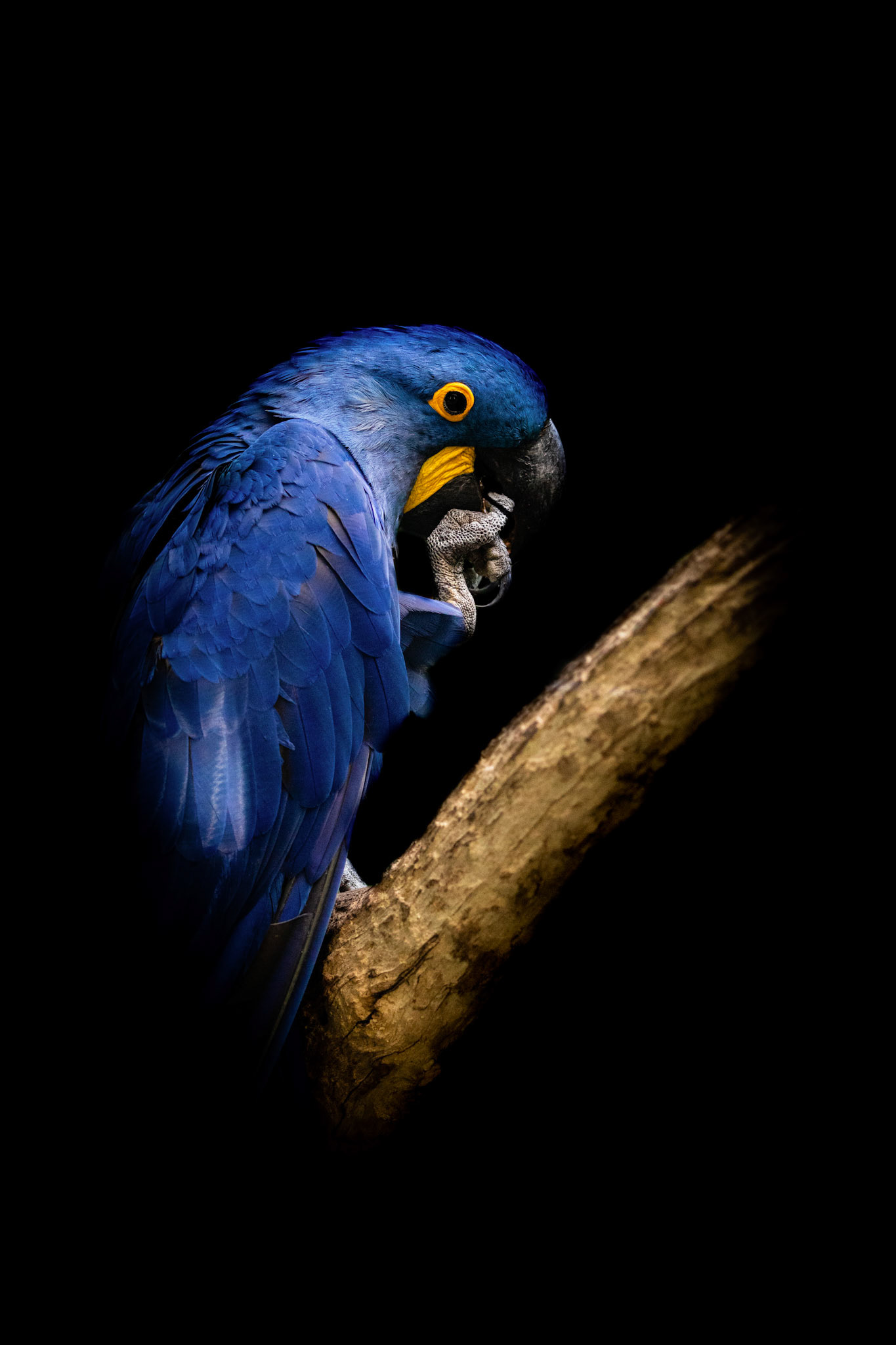 hyacinth macaw