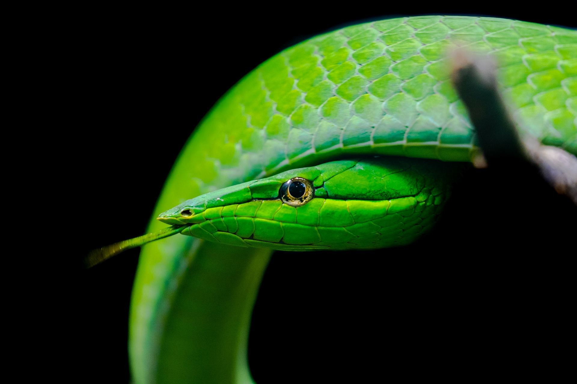 green tree snake (vine snake, ahaetulla nasuta)