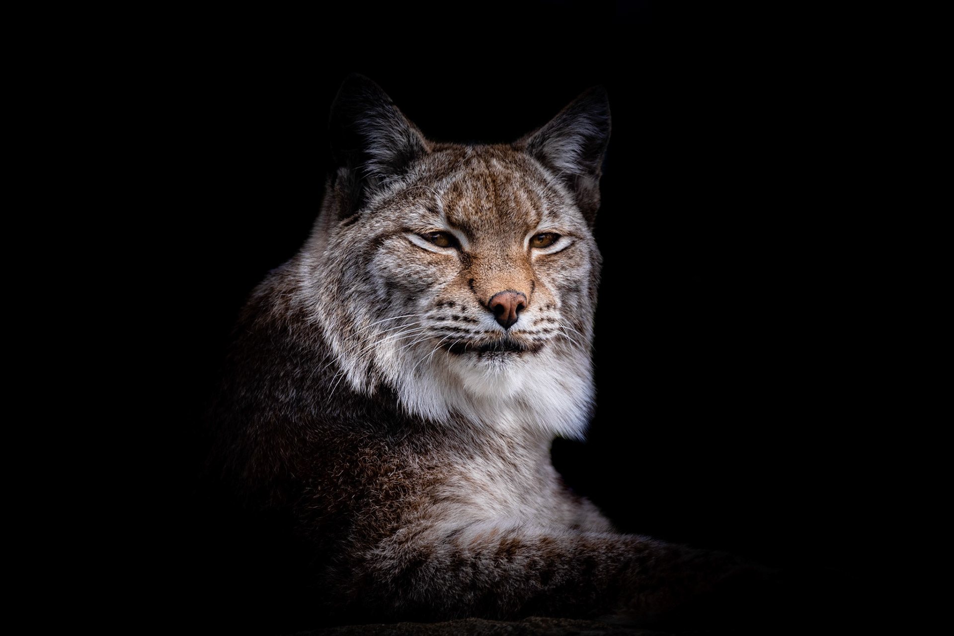 eurasian lynx portrait