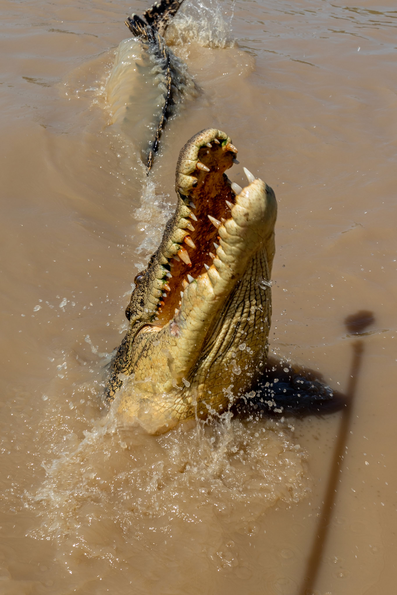 jumping crocodile in adelaide river