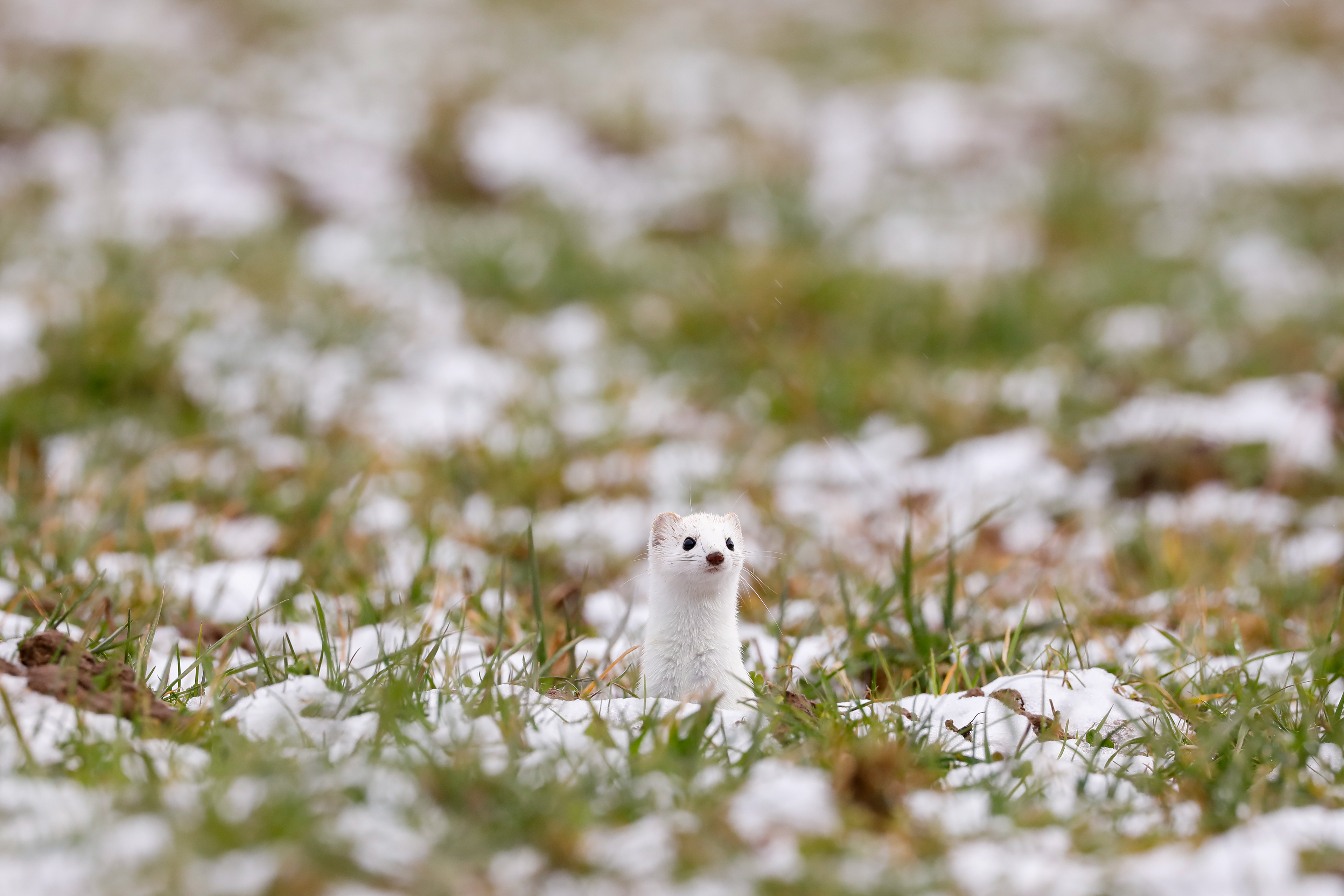 stoat, or ermine (mustela erminea), coming out of its burrow
