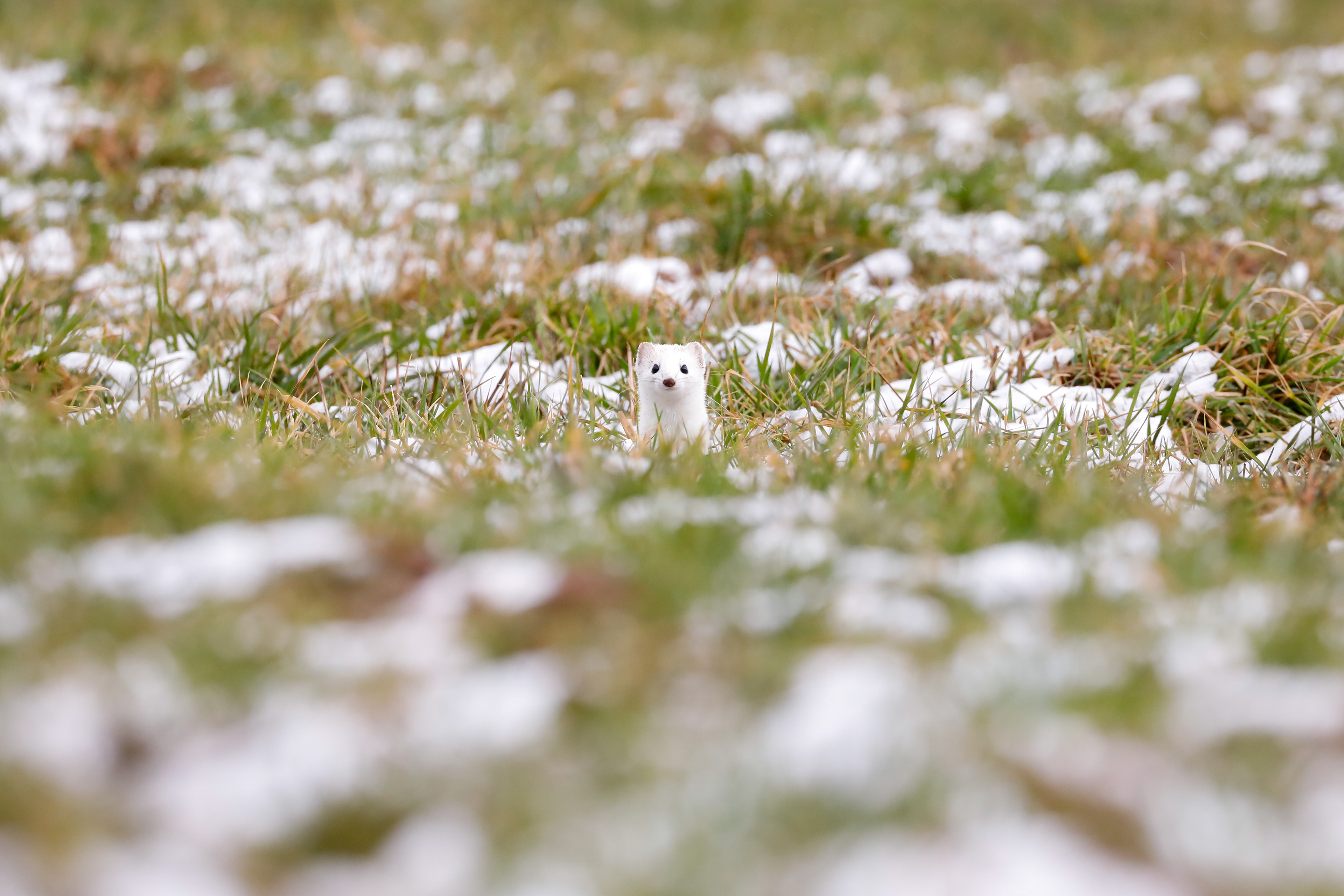 stoat (mustela erminea) emerging from burrow