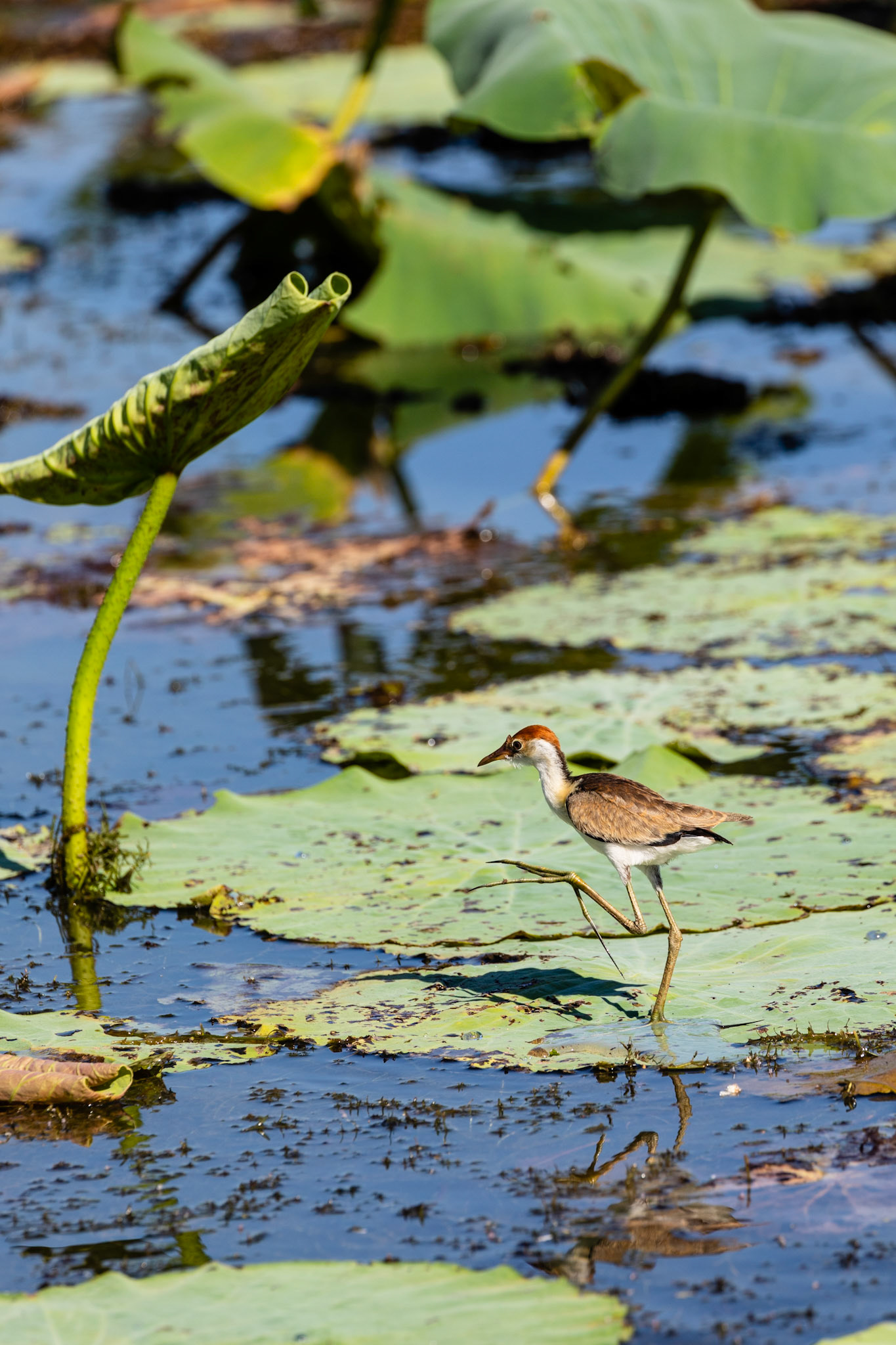 Comb-crested jacana on lilypad