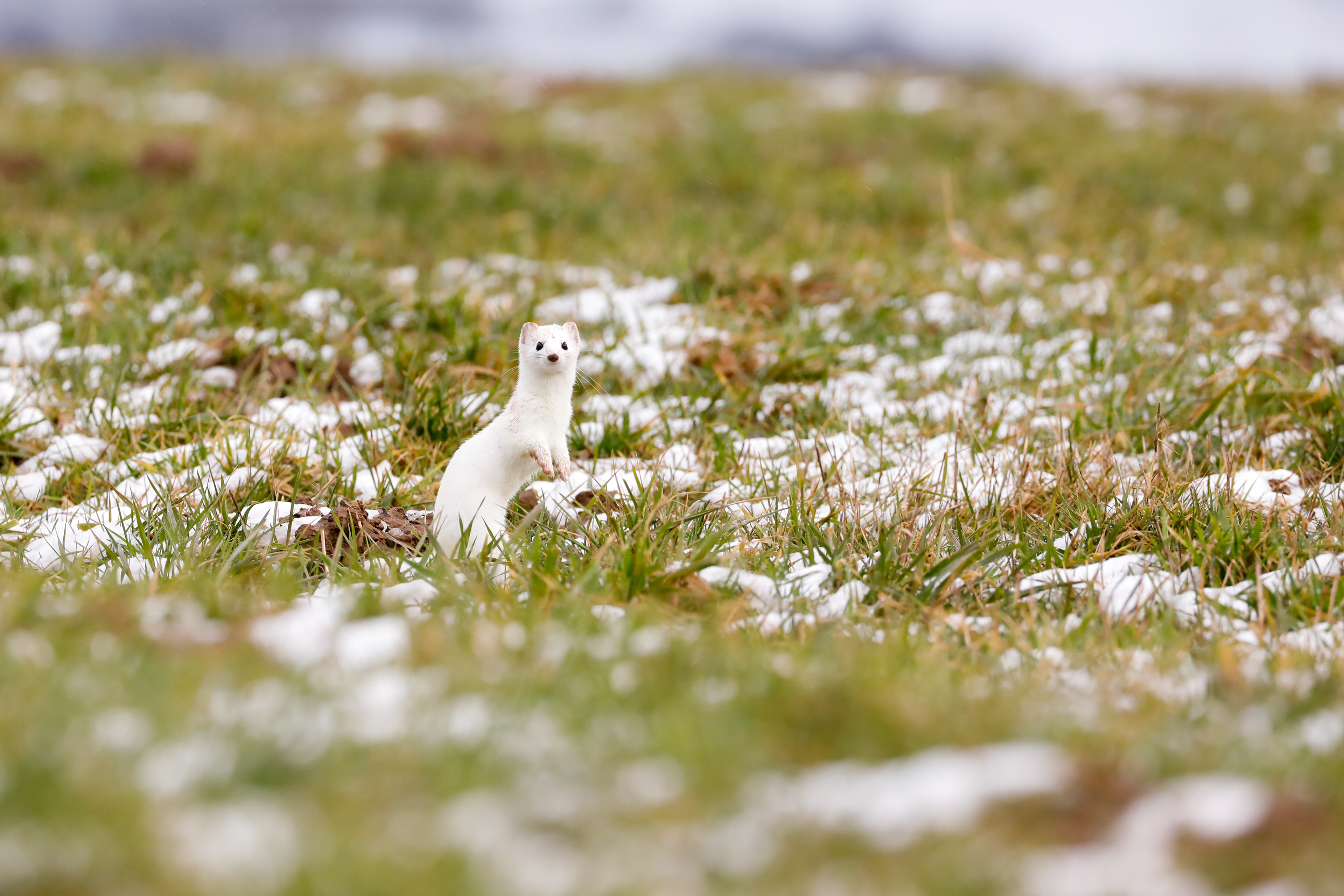 stoat (mustela erminea) with winter coat