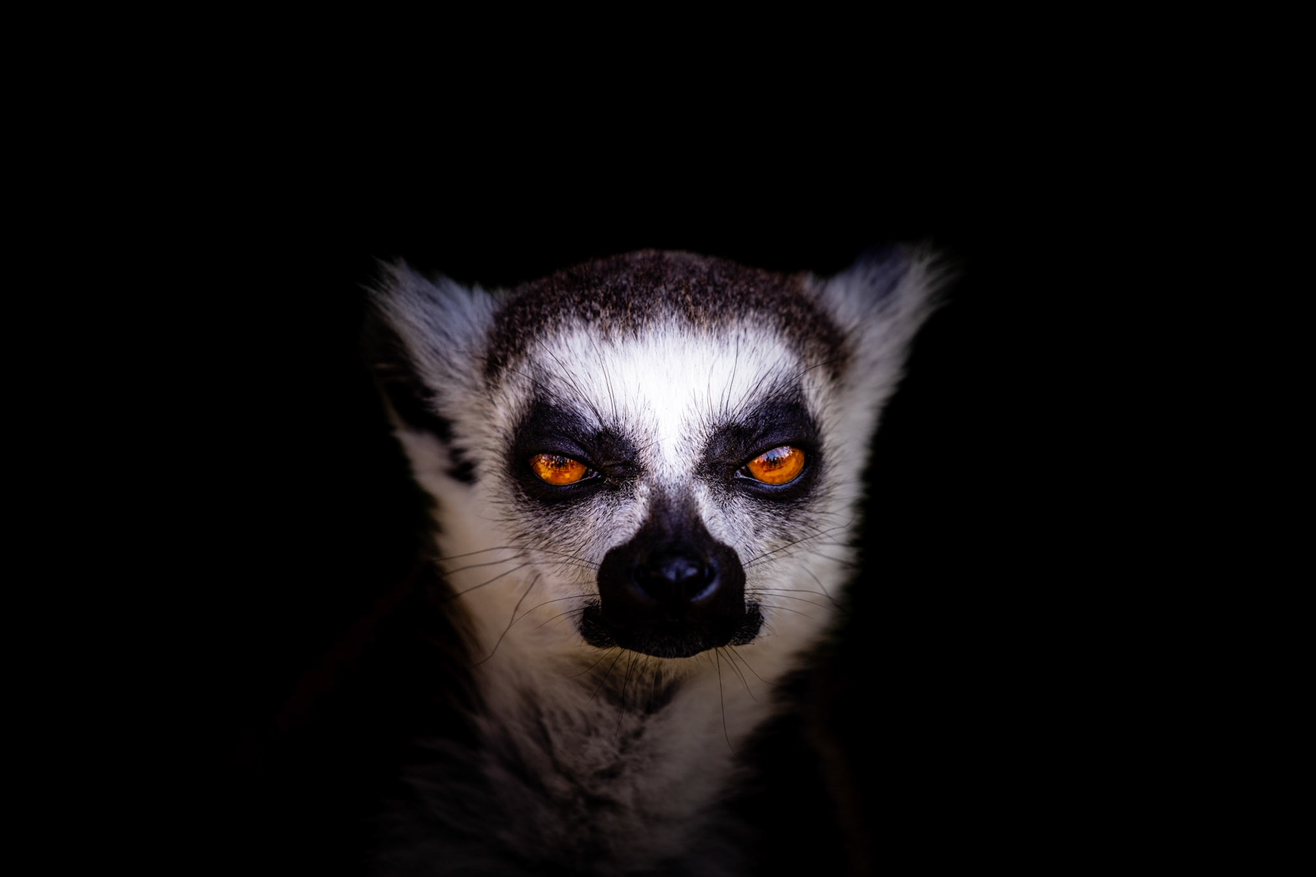 ring-tailed lemur portrait