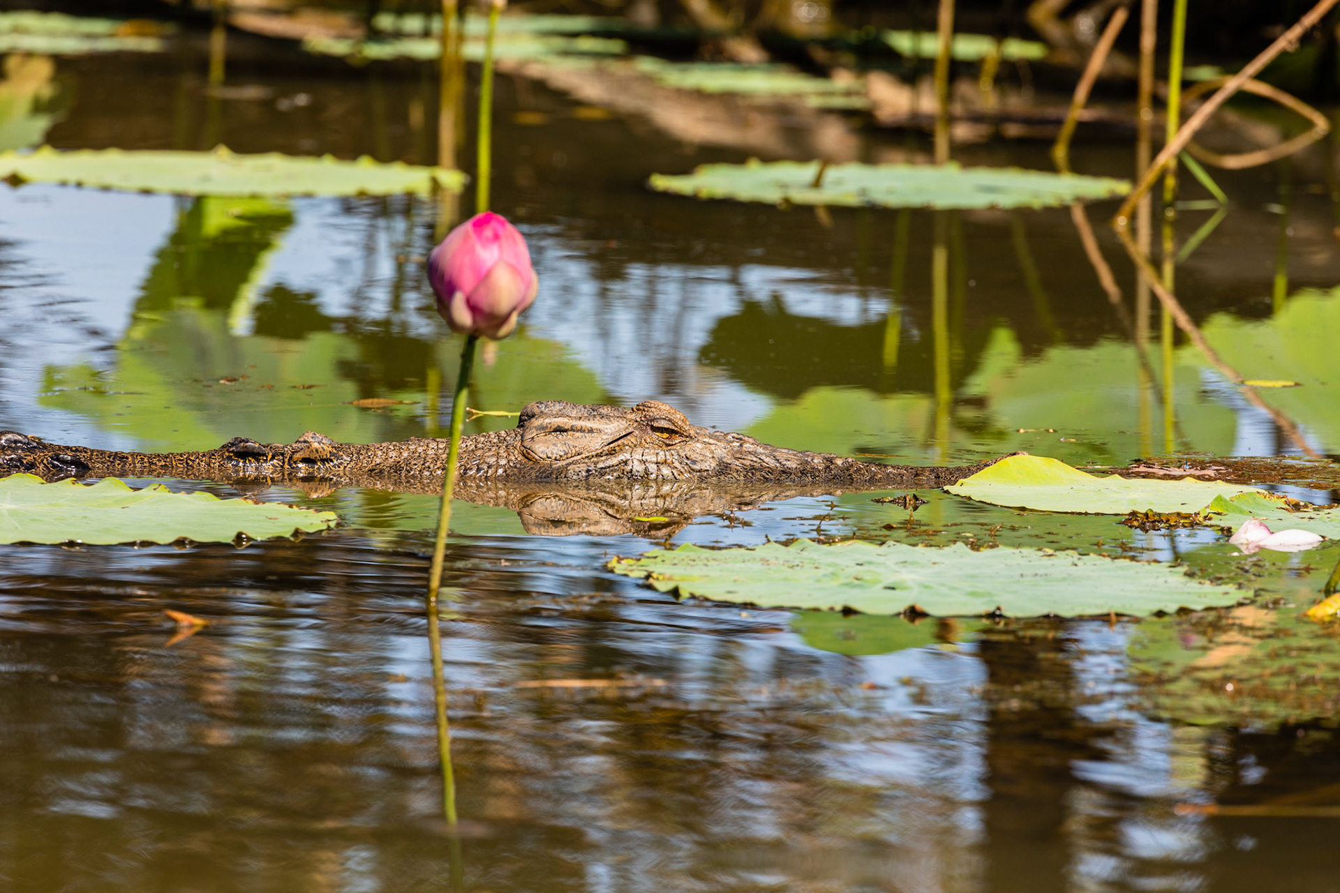 Saltwater crocodile in water lilies