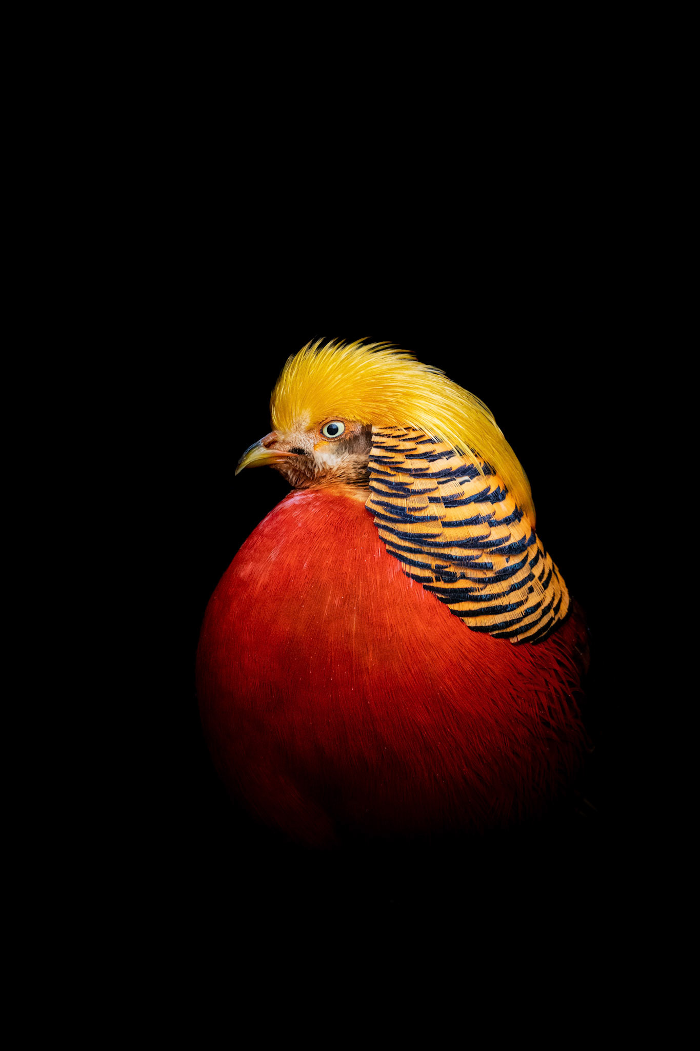 golden pheasant