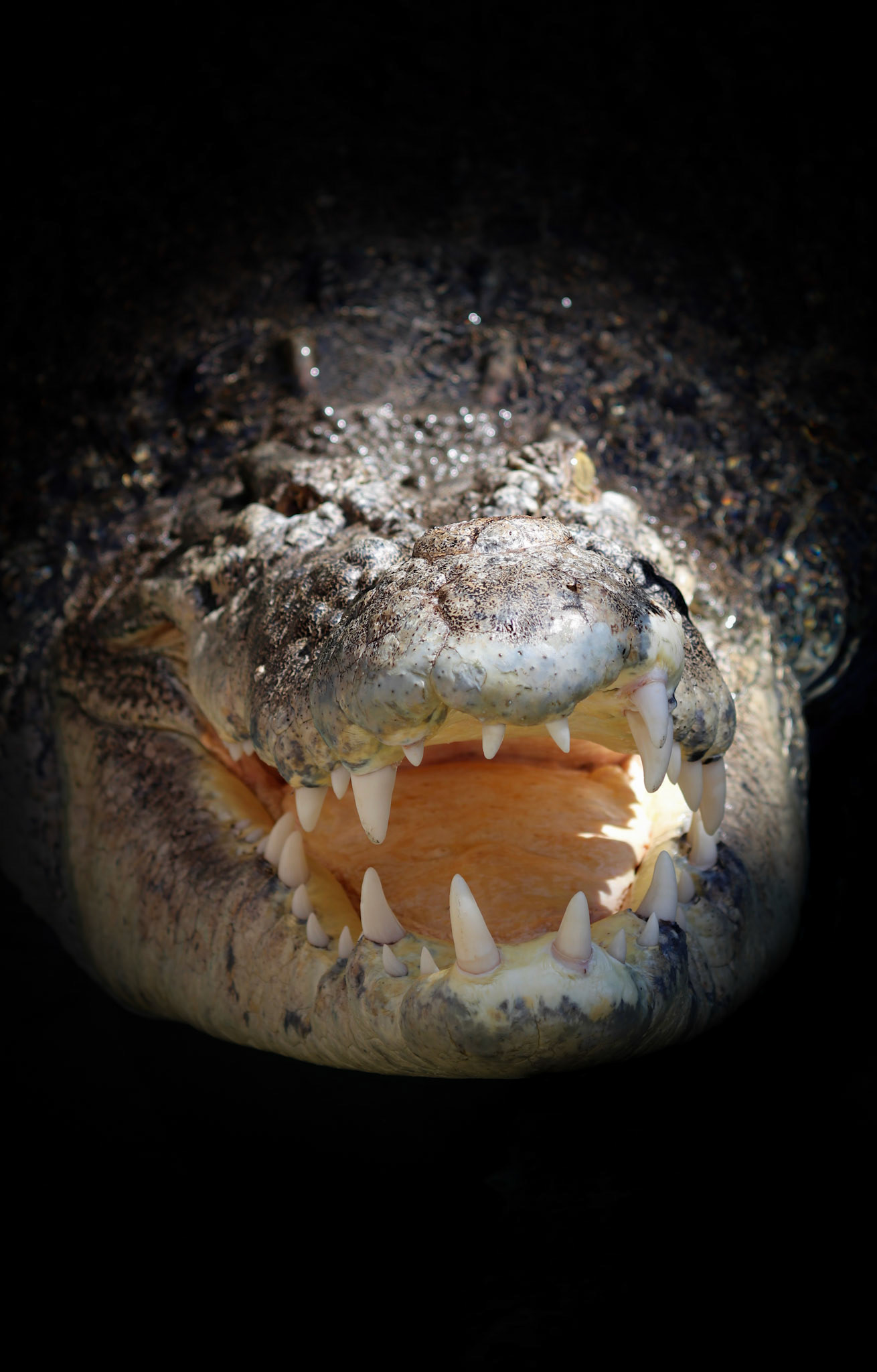saltwater crocodile