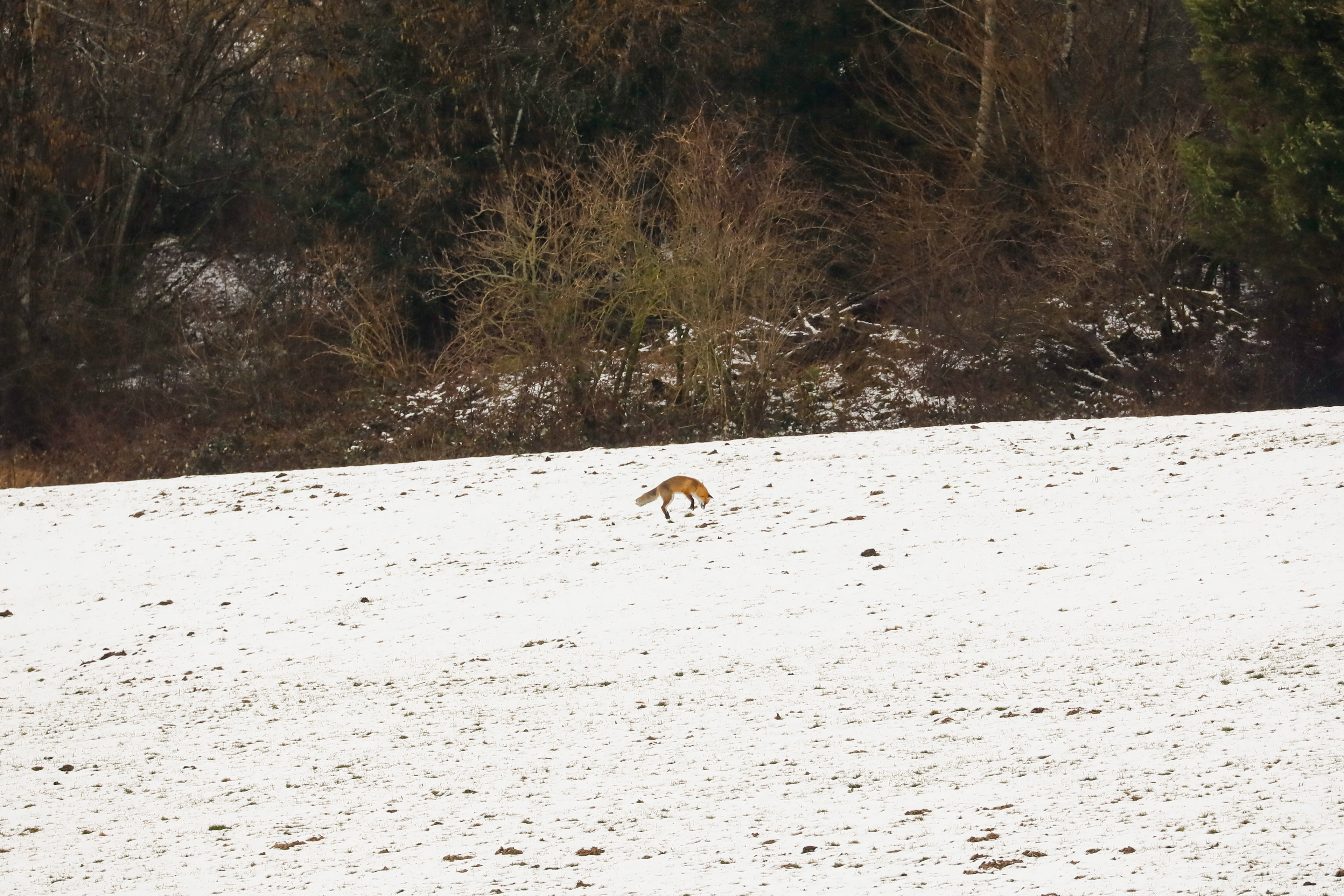 red fox in snowy field