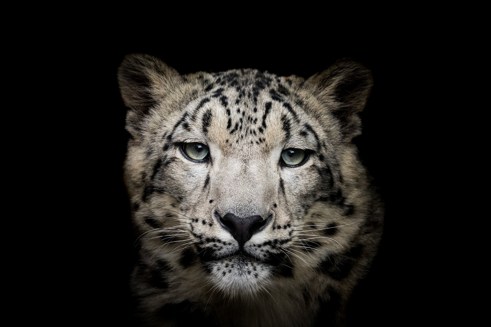 snow leopard portrait
