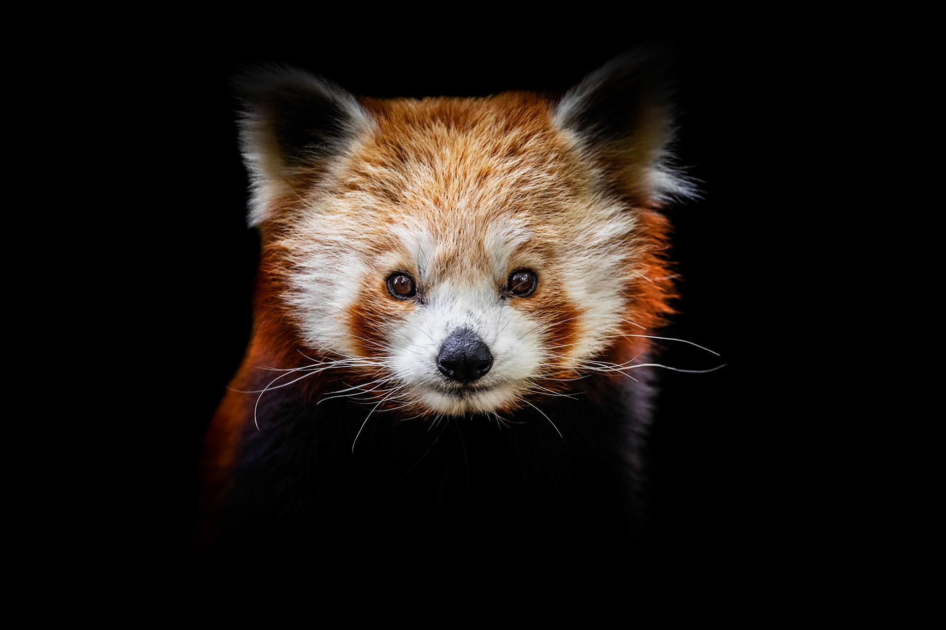 red panda