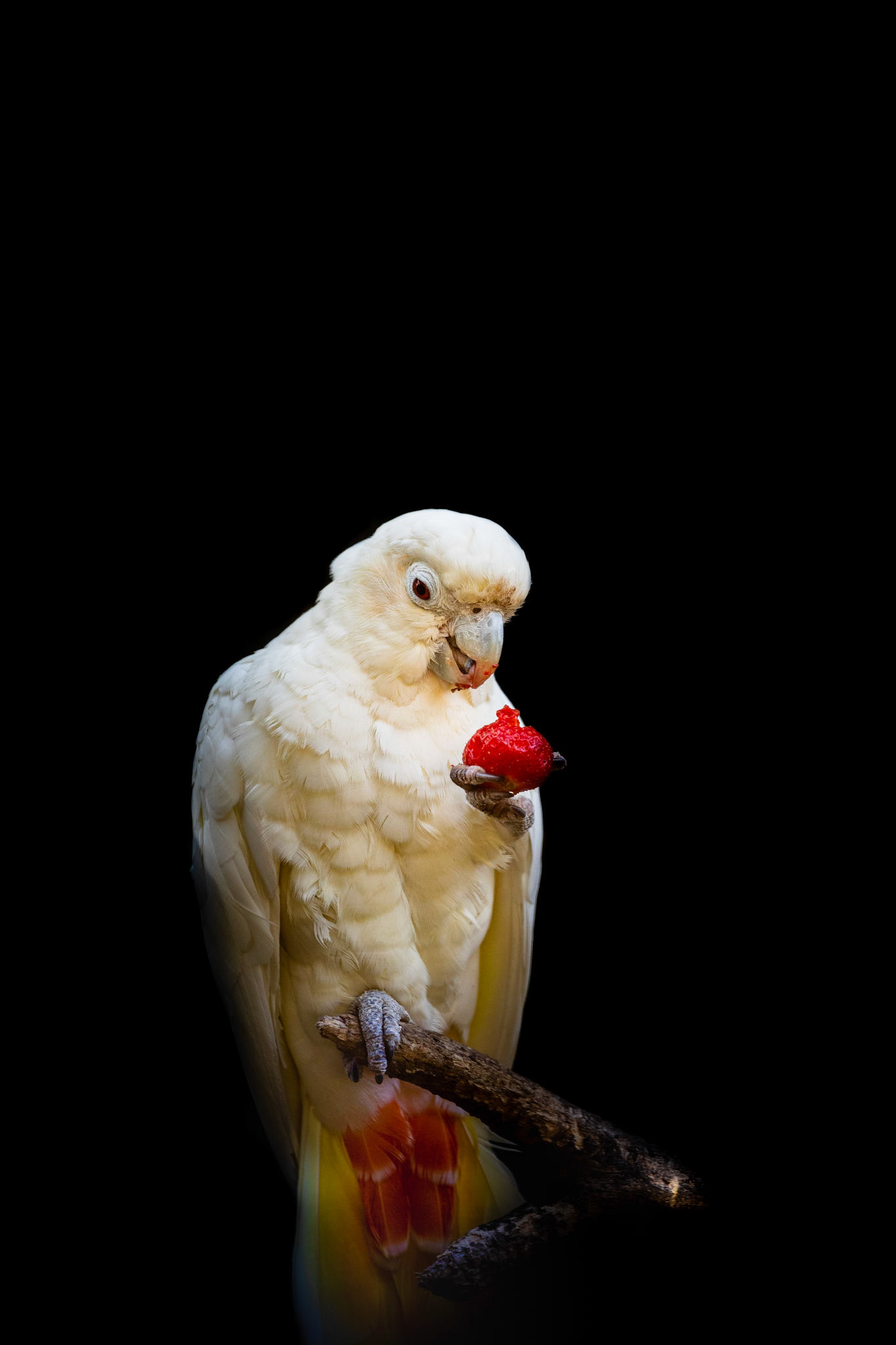 red vented cockatoo eating a strawberry