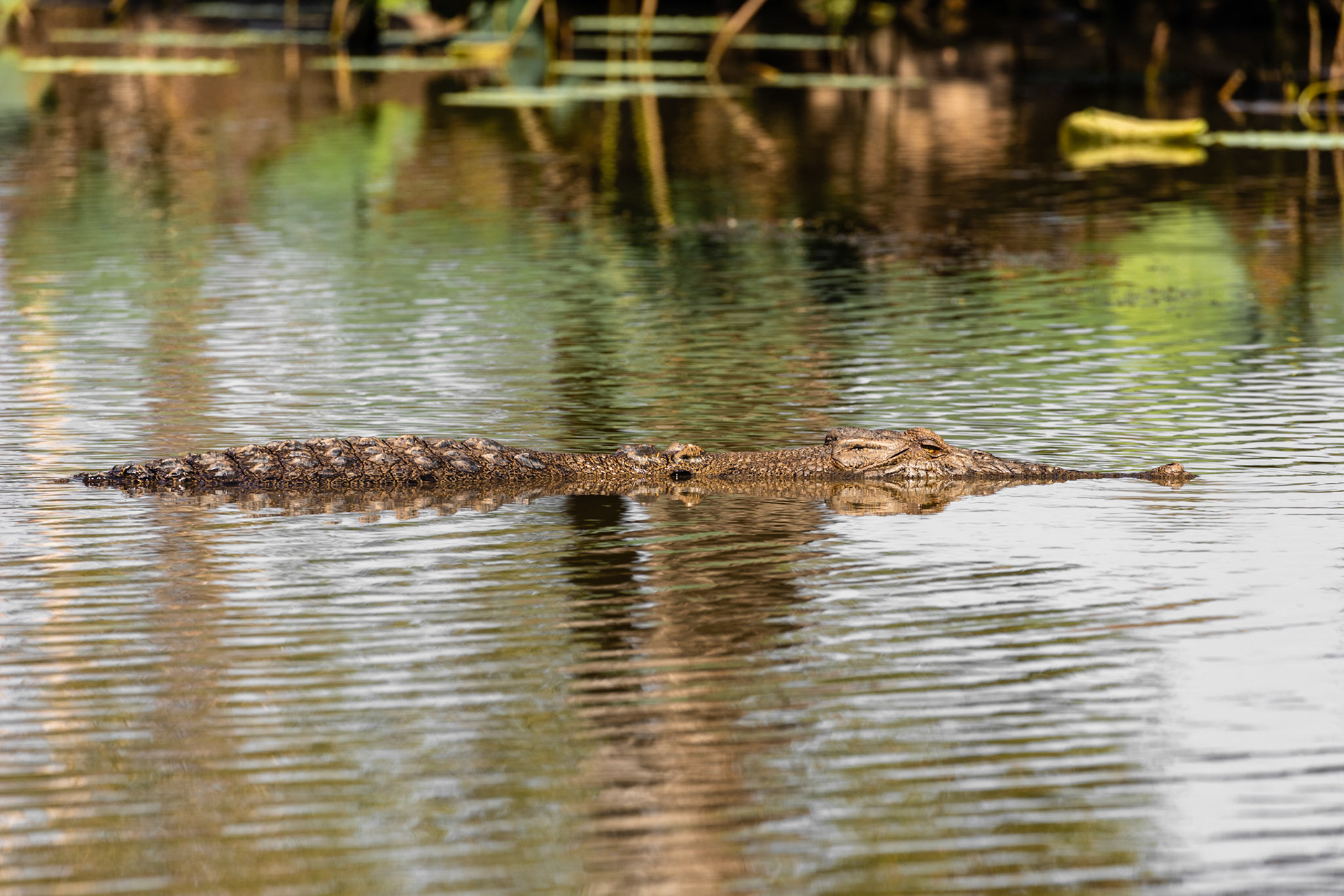Floating saltwater crocodile on the Yellow Water Billabong