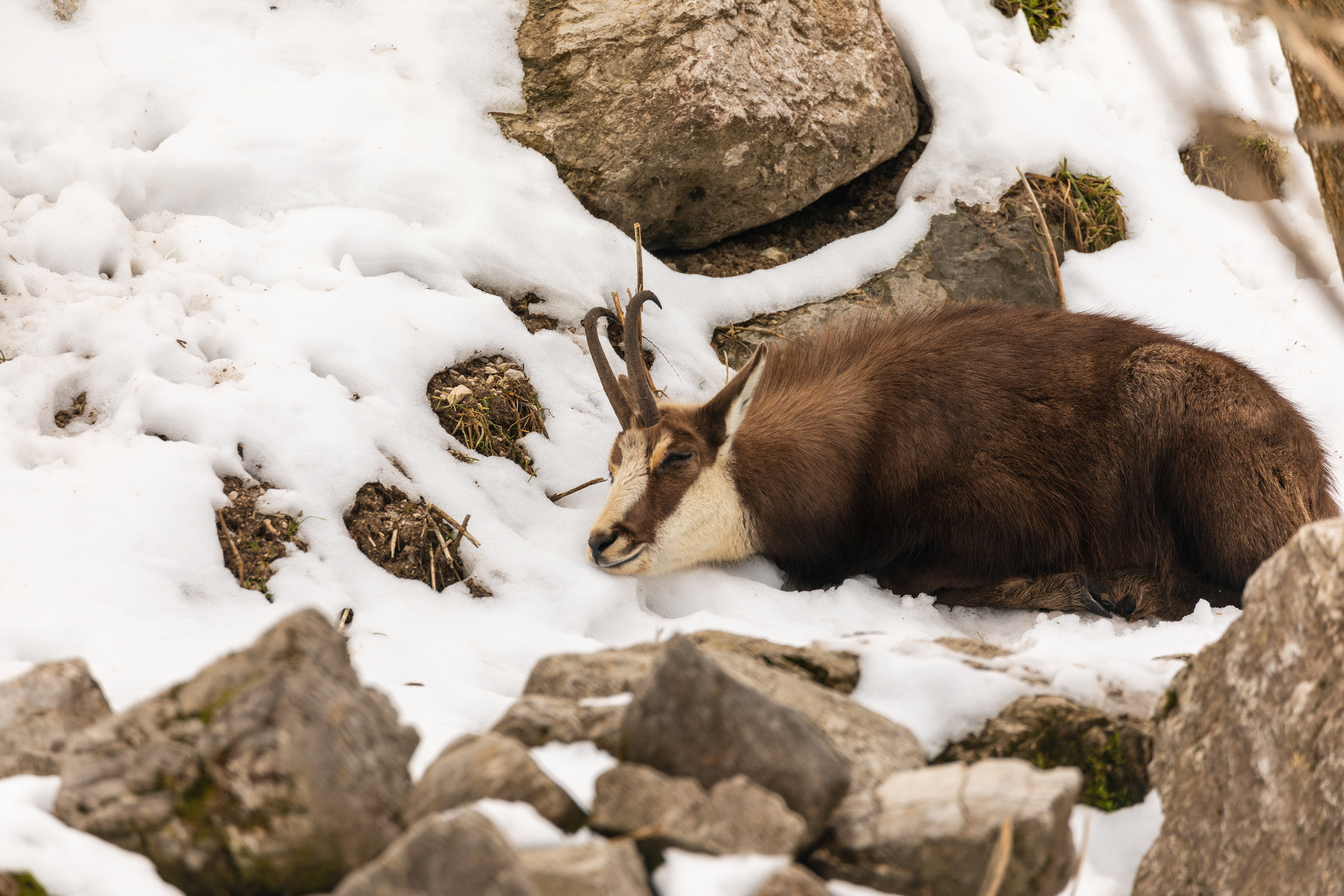 chamois (rupicapra) in the snow