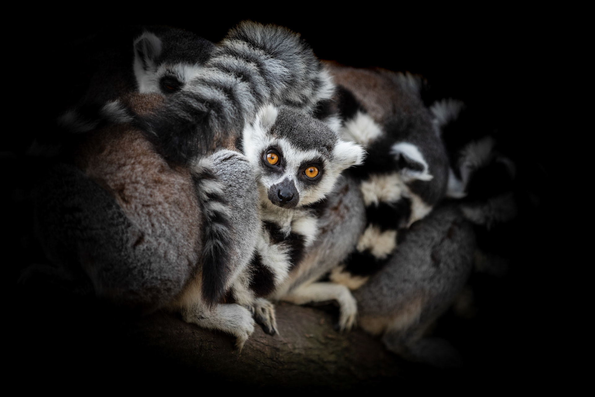 ring-tailed lemurs in a group
