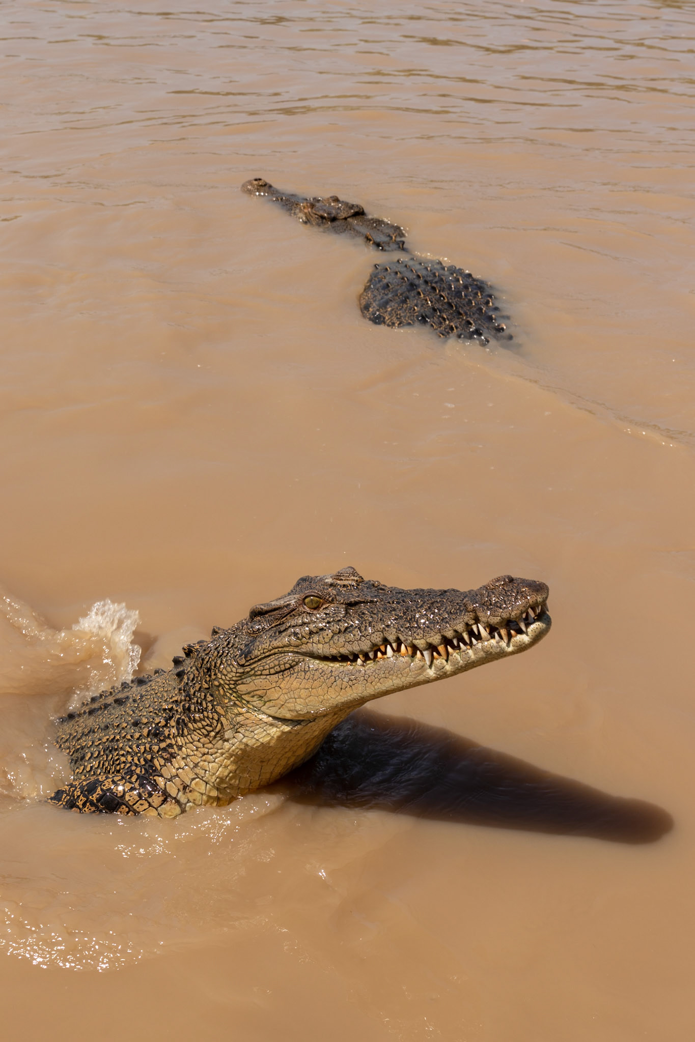 adelaide river jumping crocodiles