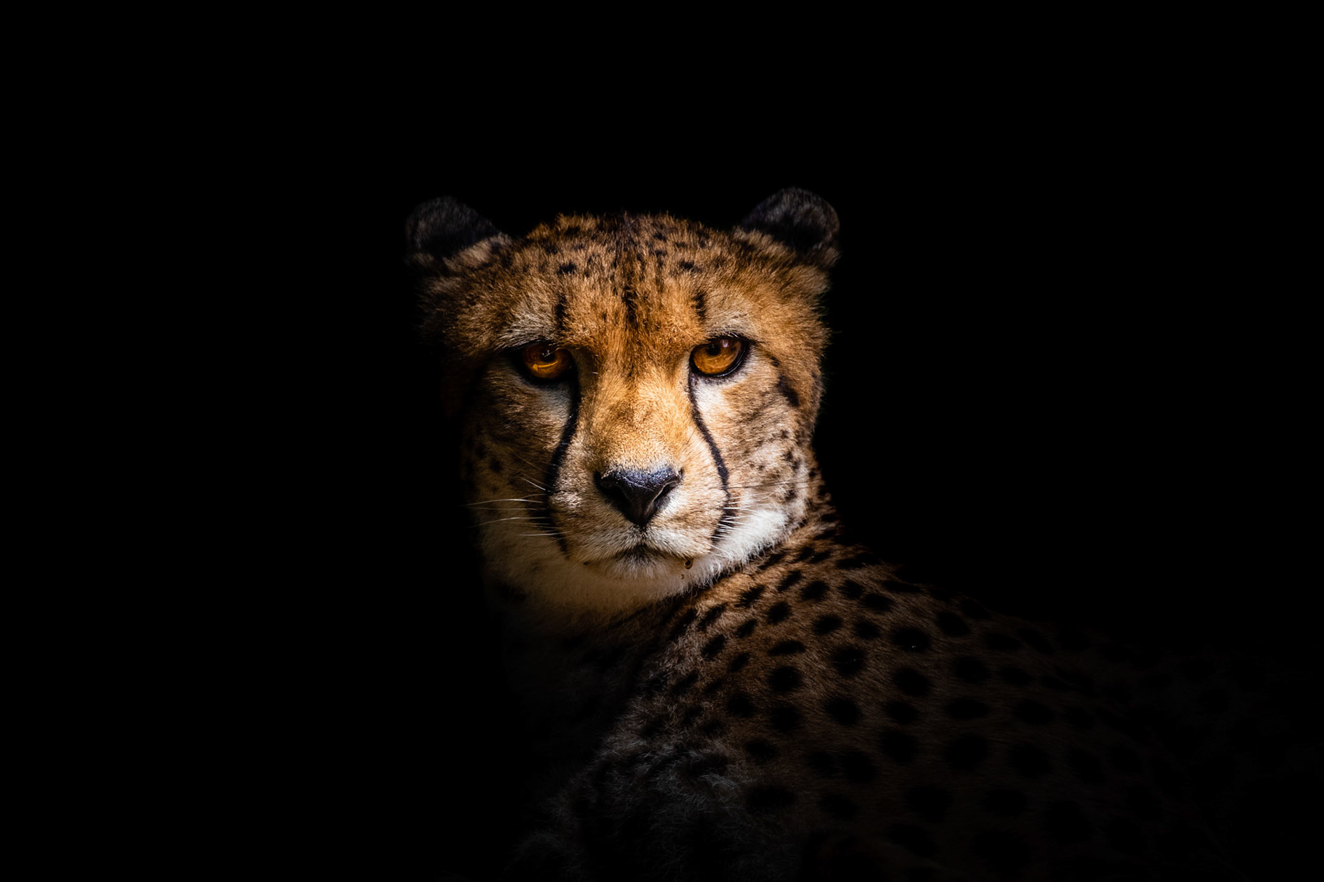 cheetah portrait