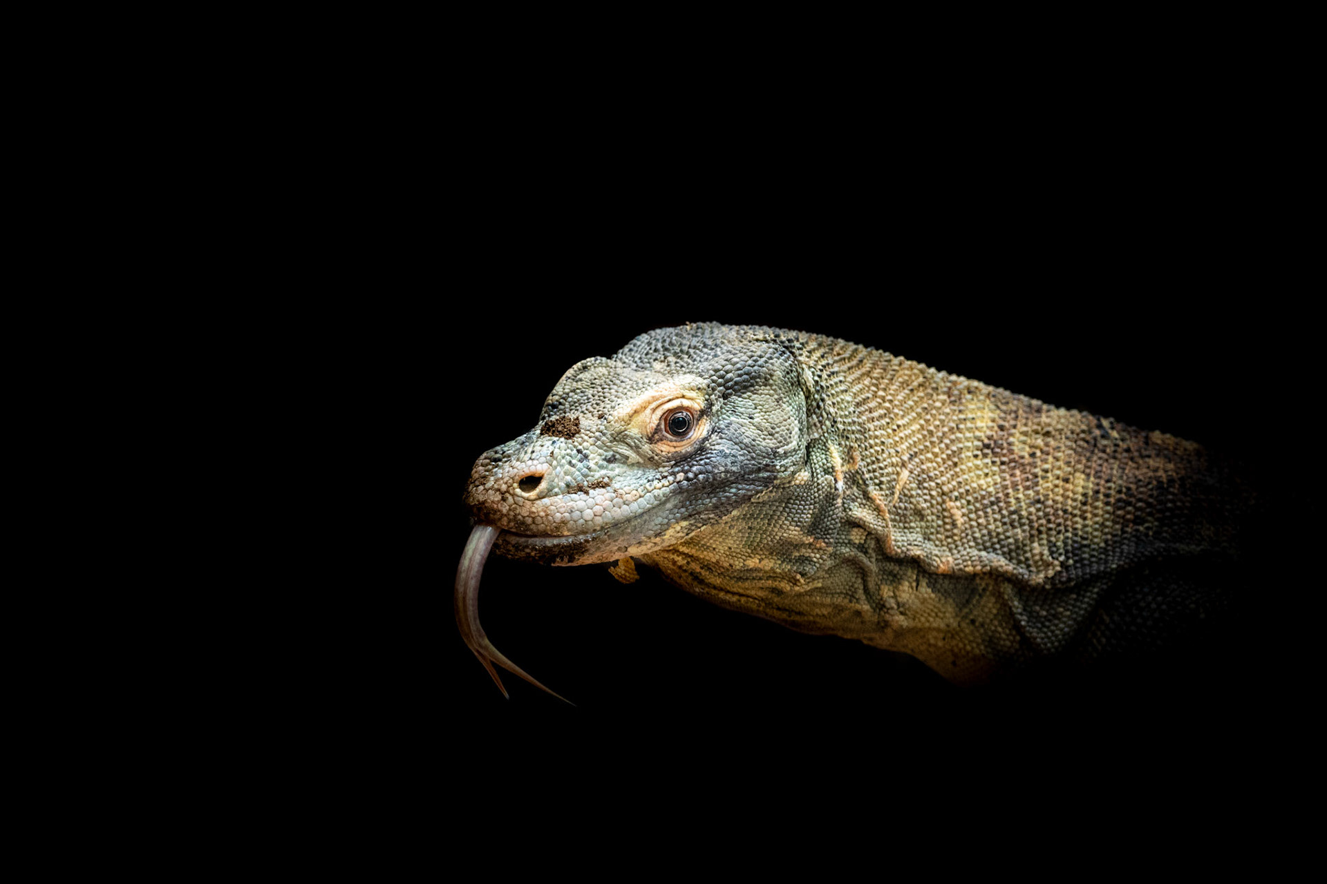 komodo dragon with tongue out