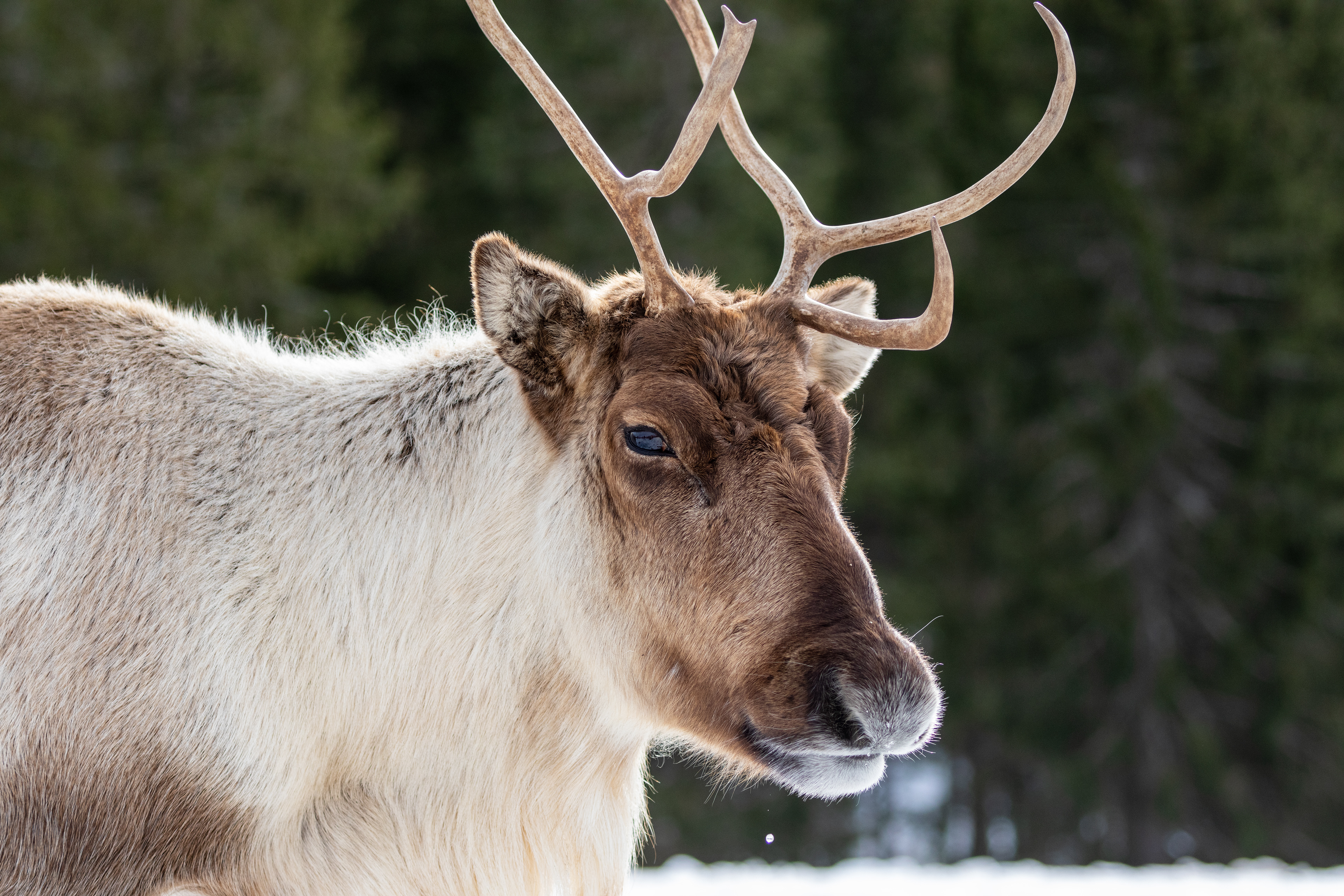 reindeer in a forest