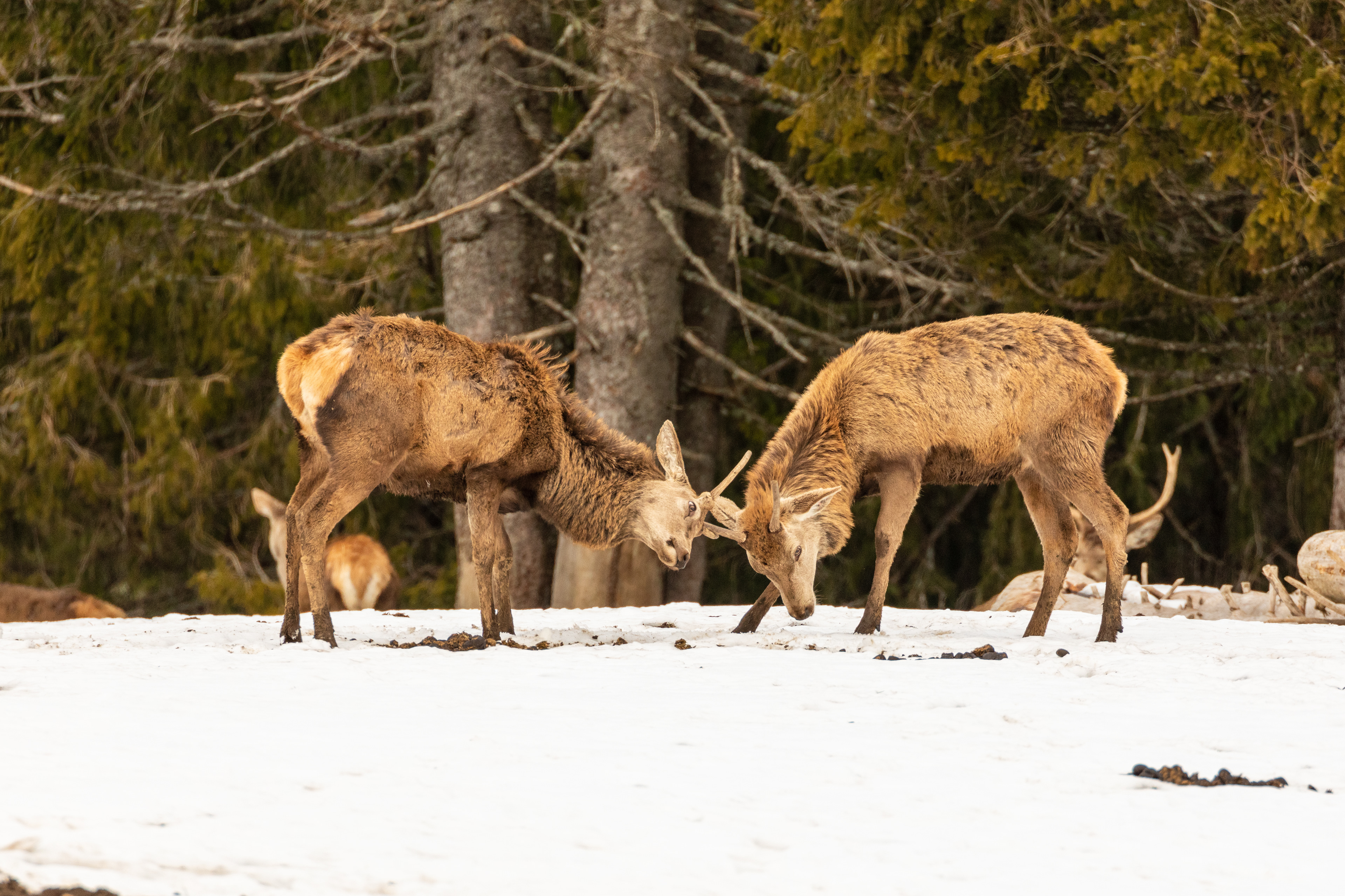 two young red deer stags locking horns