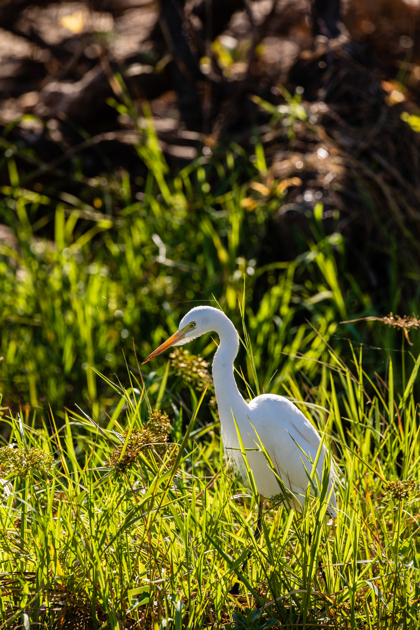 white egret in reeds