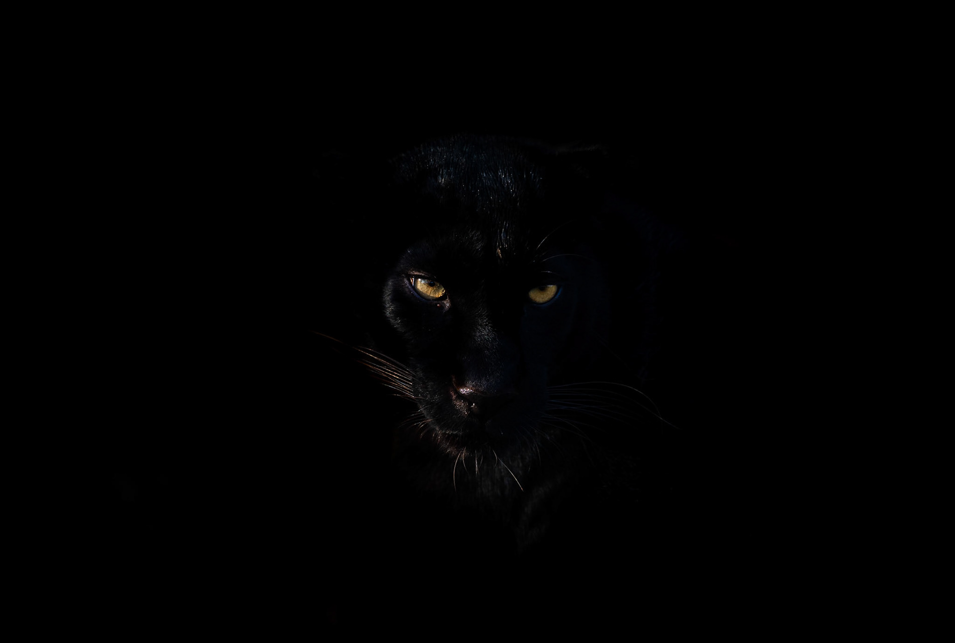 black panther eyes portrait
