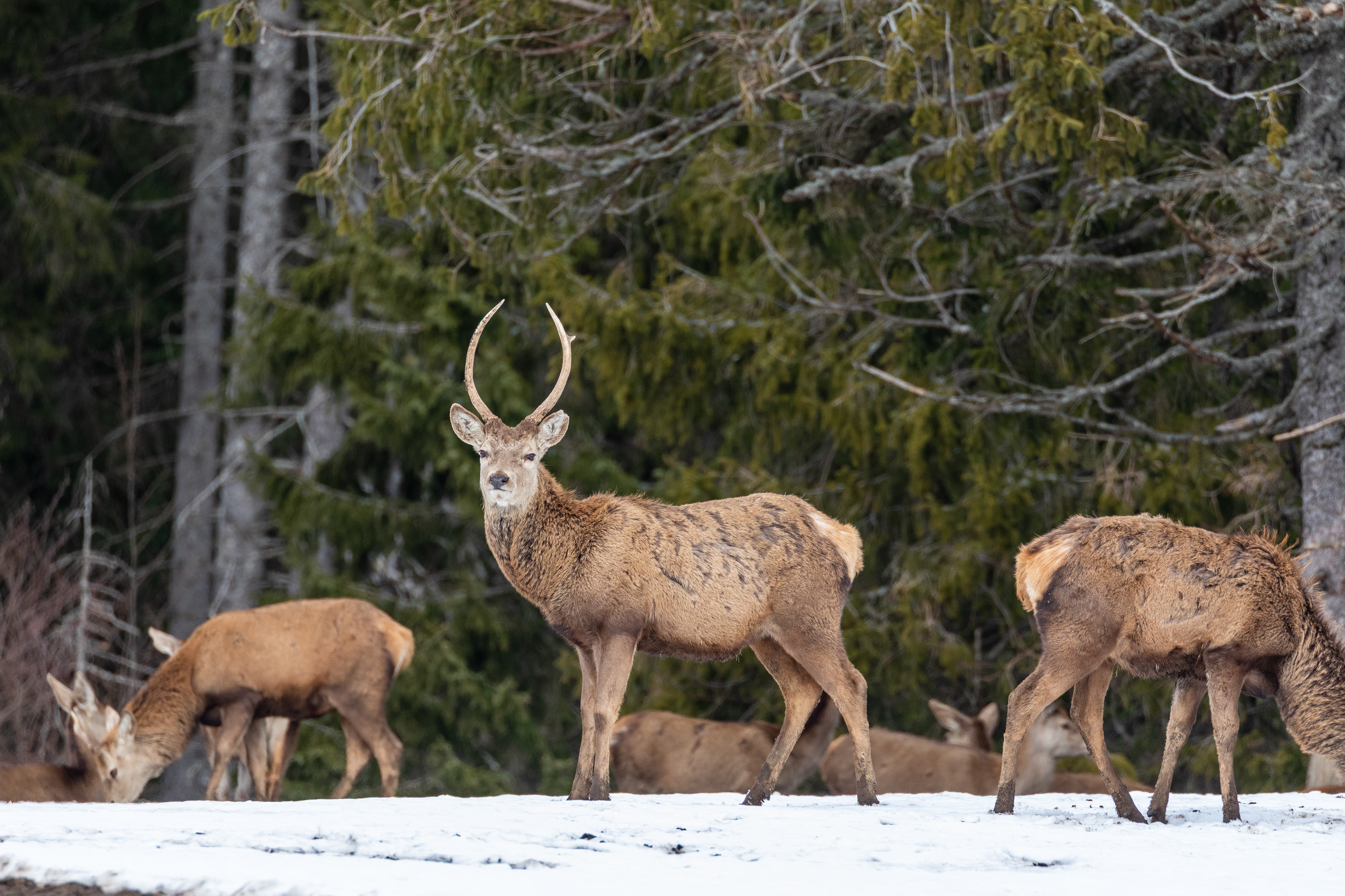 red deer stag in herd