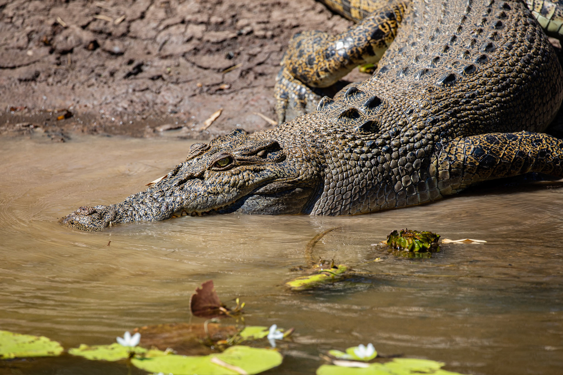 saltwater crocodile going into water