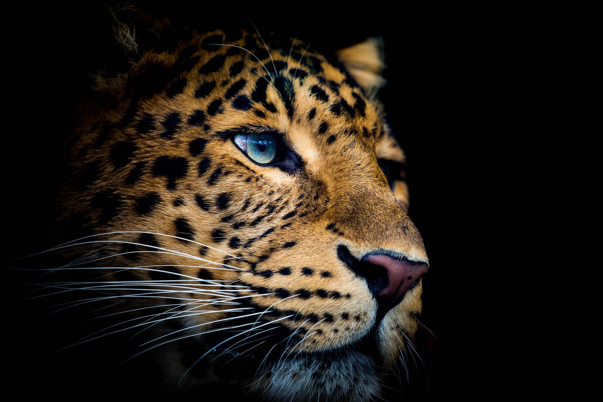 amur leopard portrait