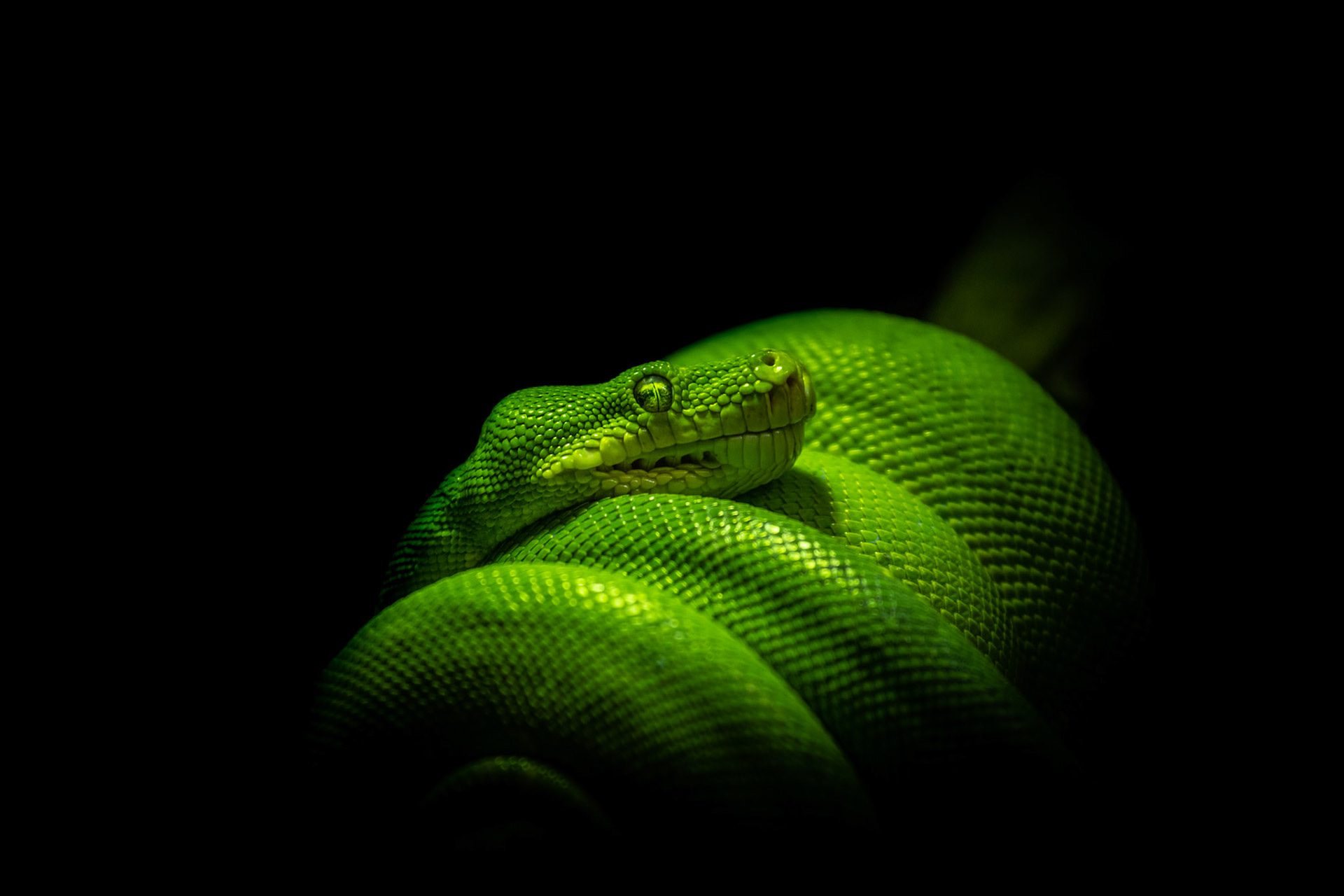 Australian green tree python