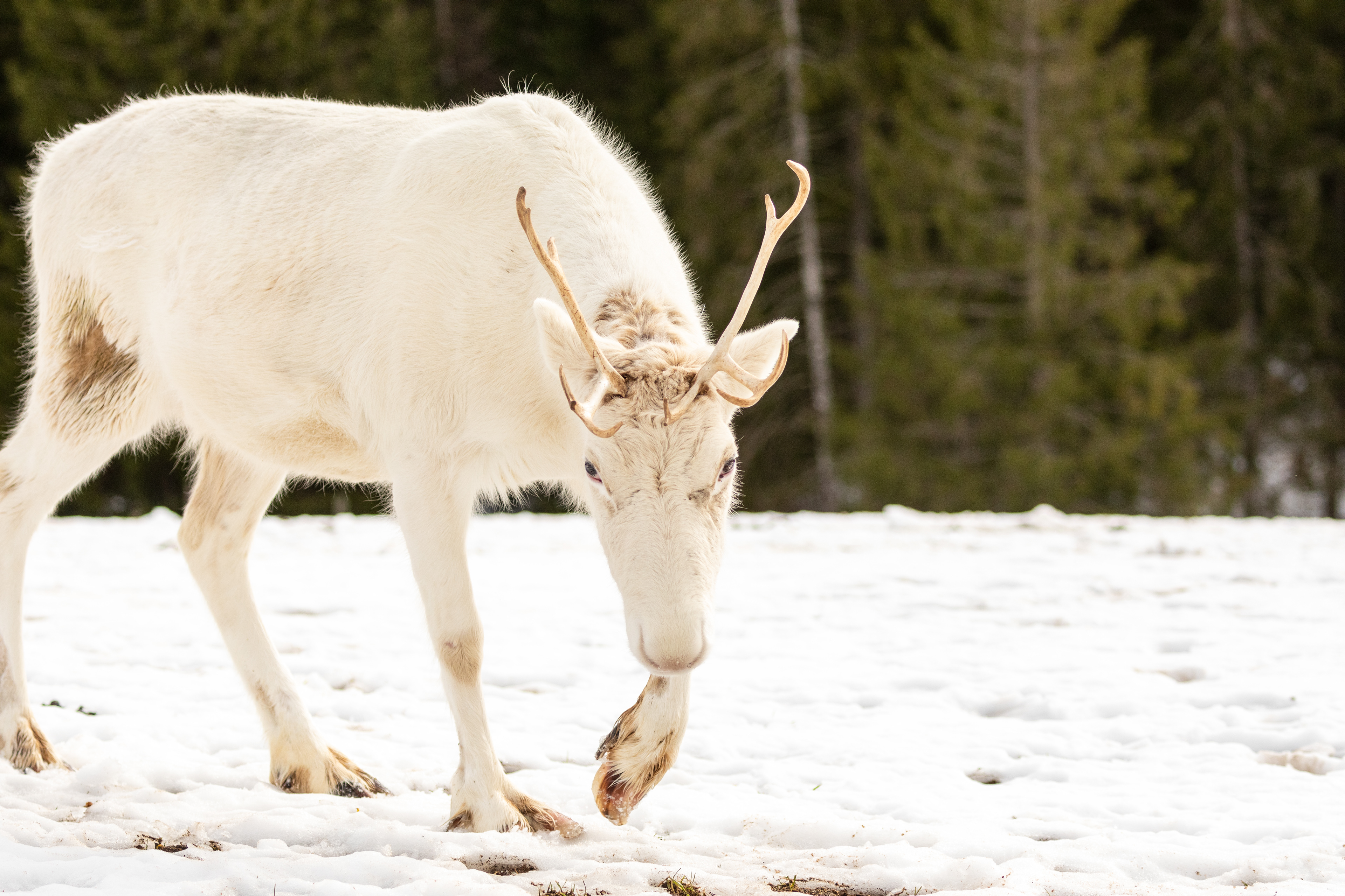 white reindeer in snow