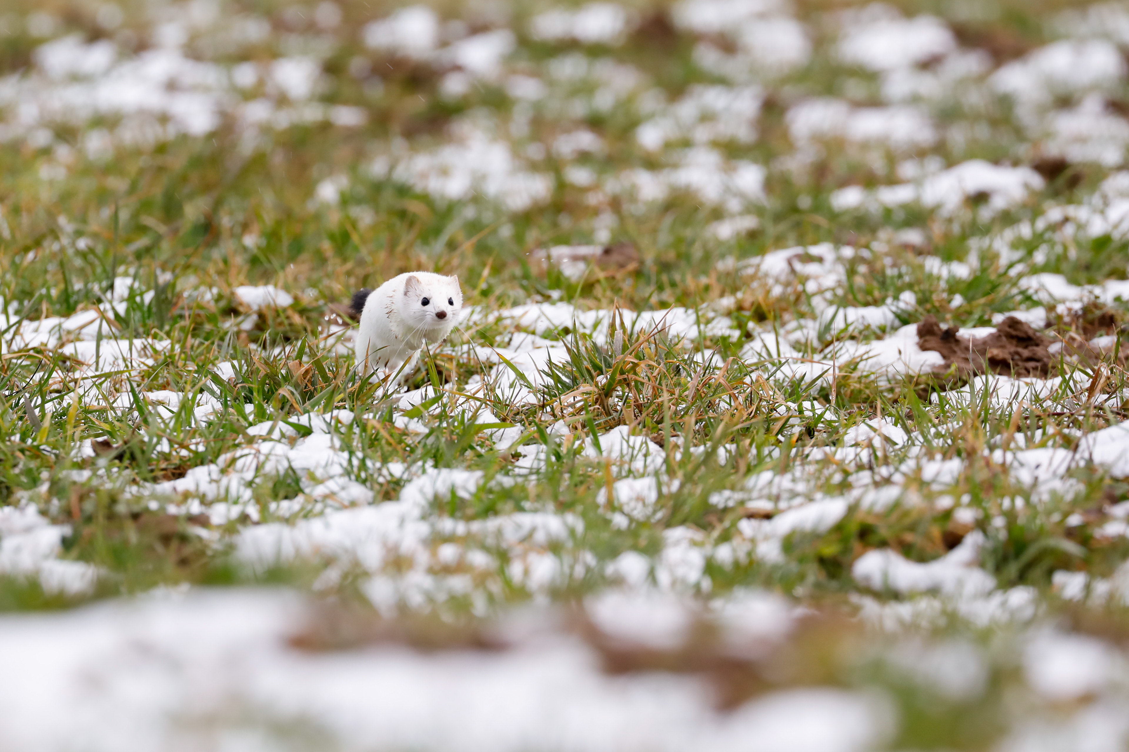 stoat, or ermine (mustela erminea), jumping