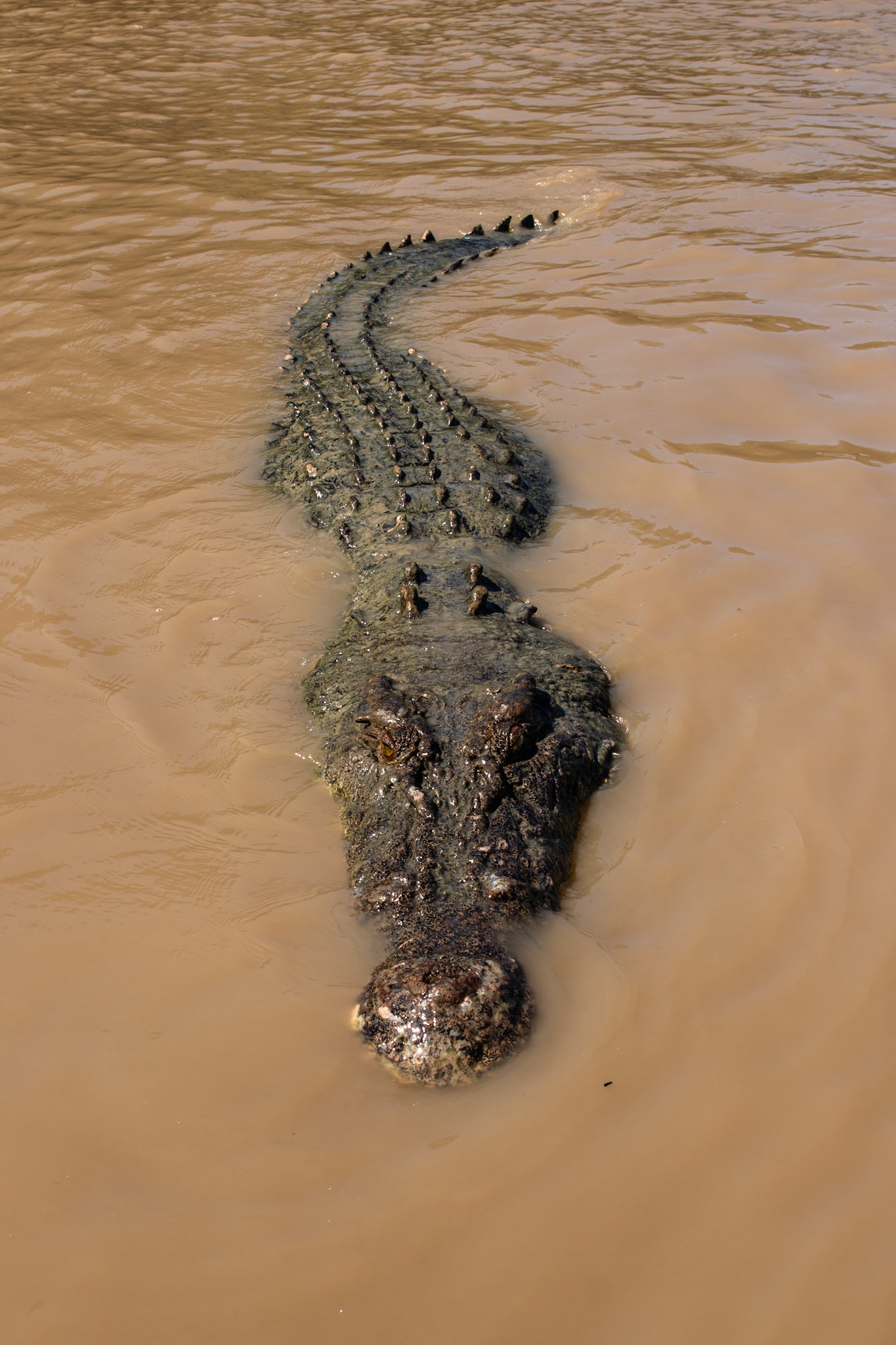 saltwater crocodile swimming