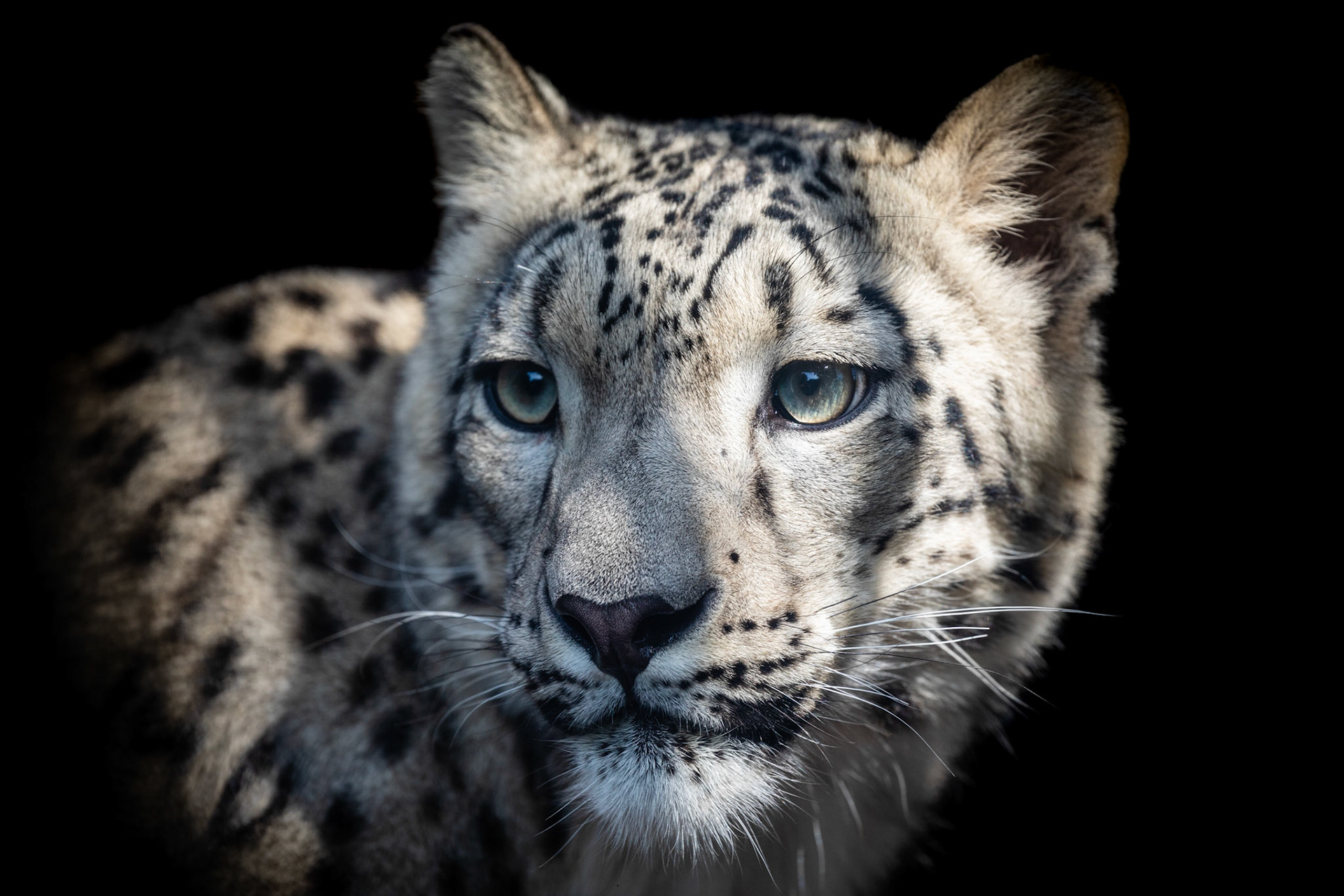 snow leopard