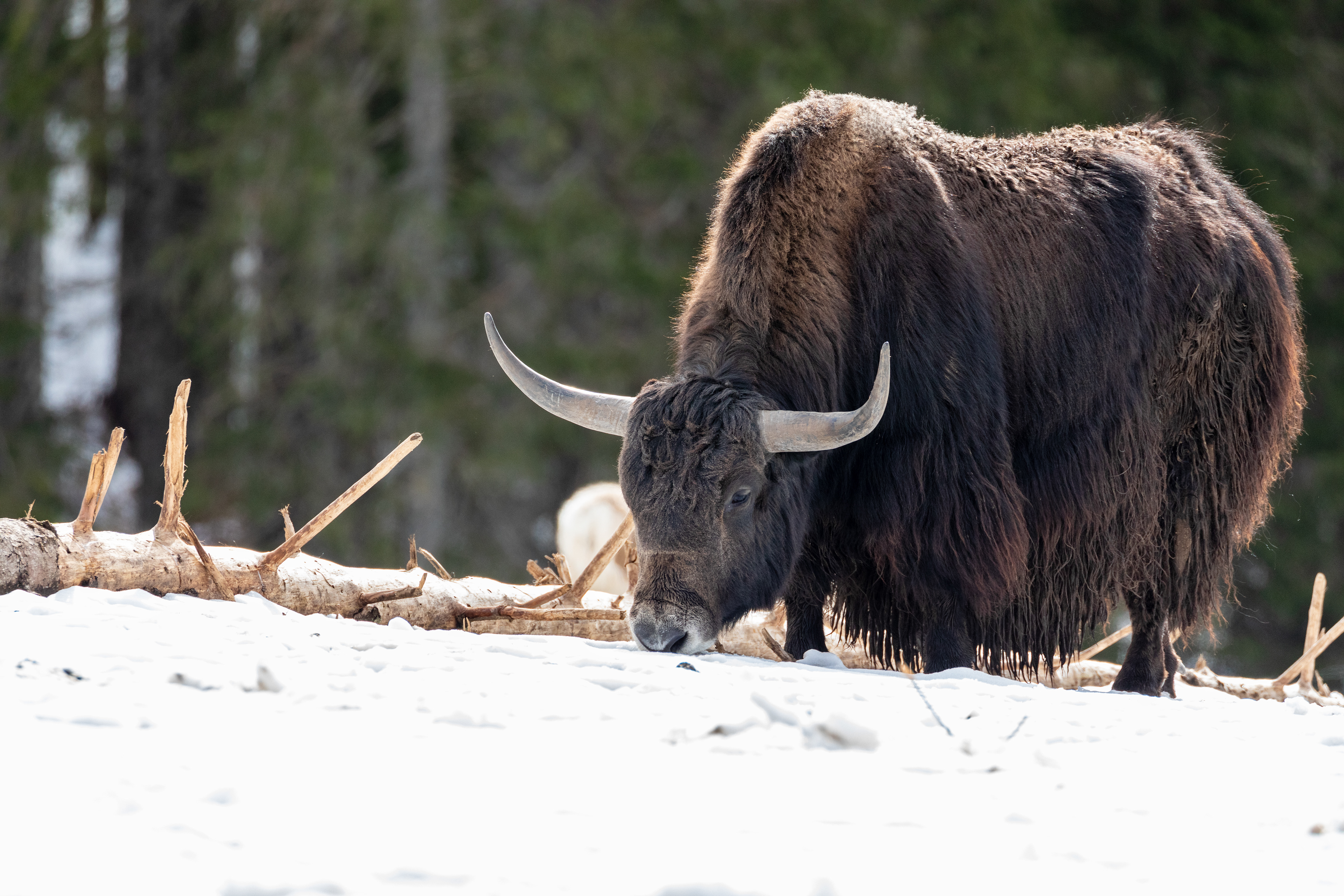 domestic yak grazing in snow