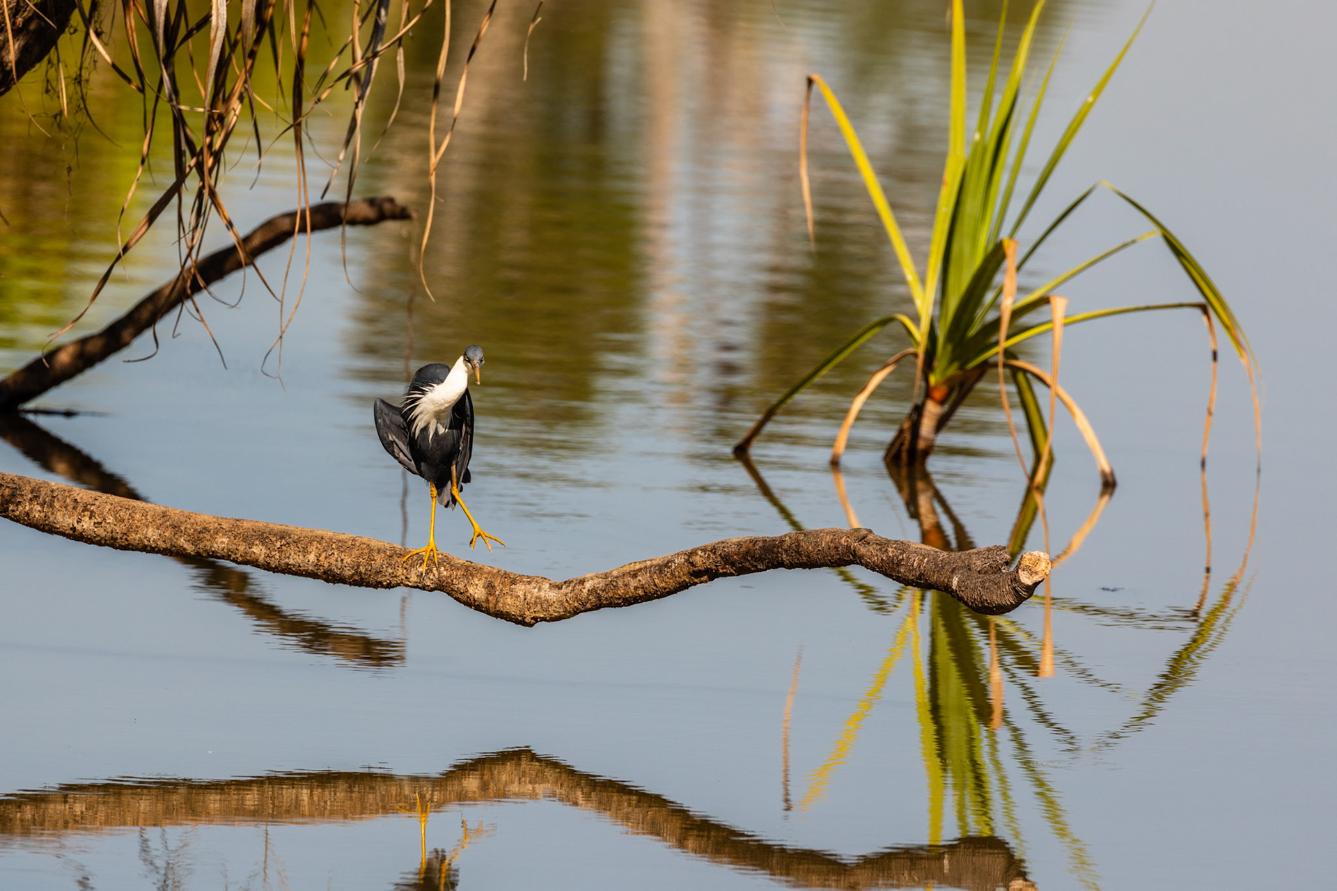 pied heron on a branch
