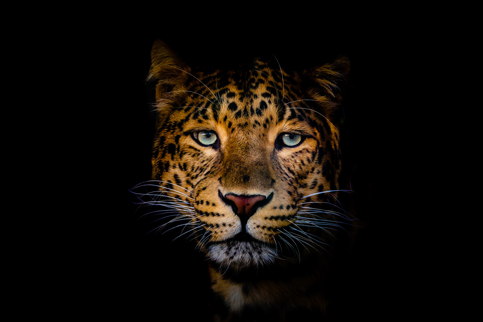 amur leopard portrait