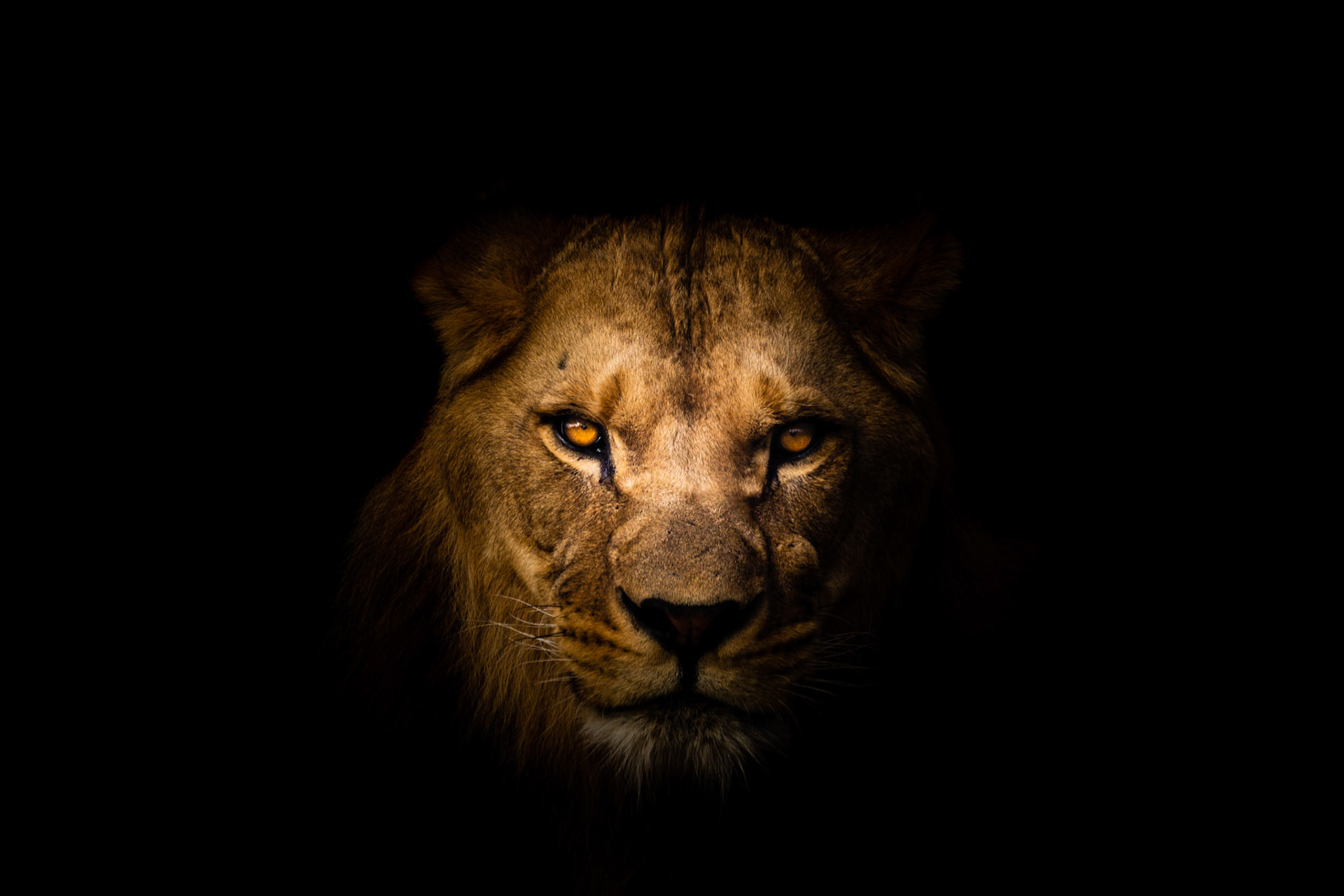 barbary lion portrait
