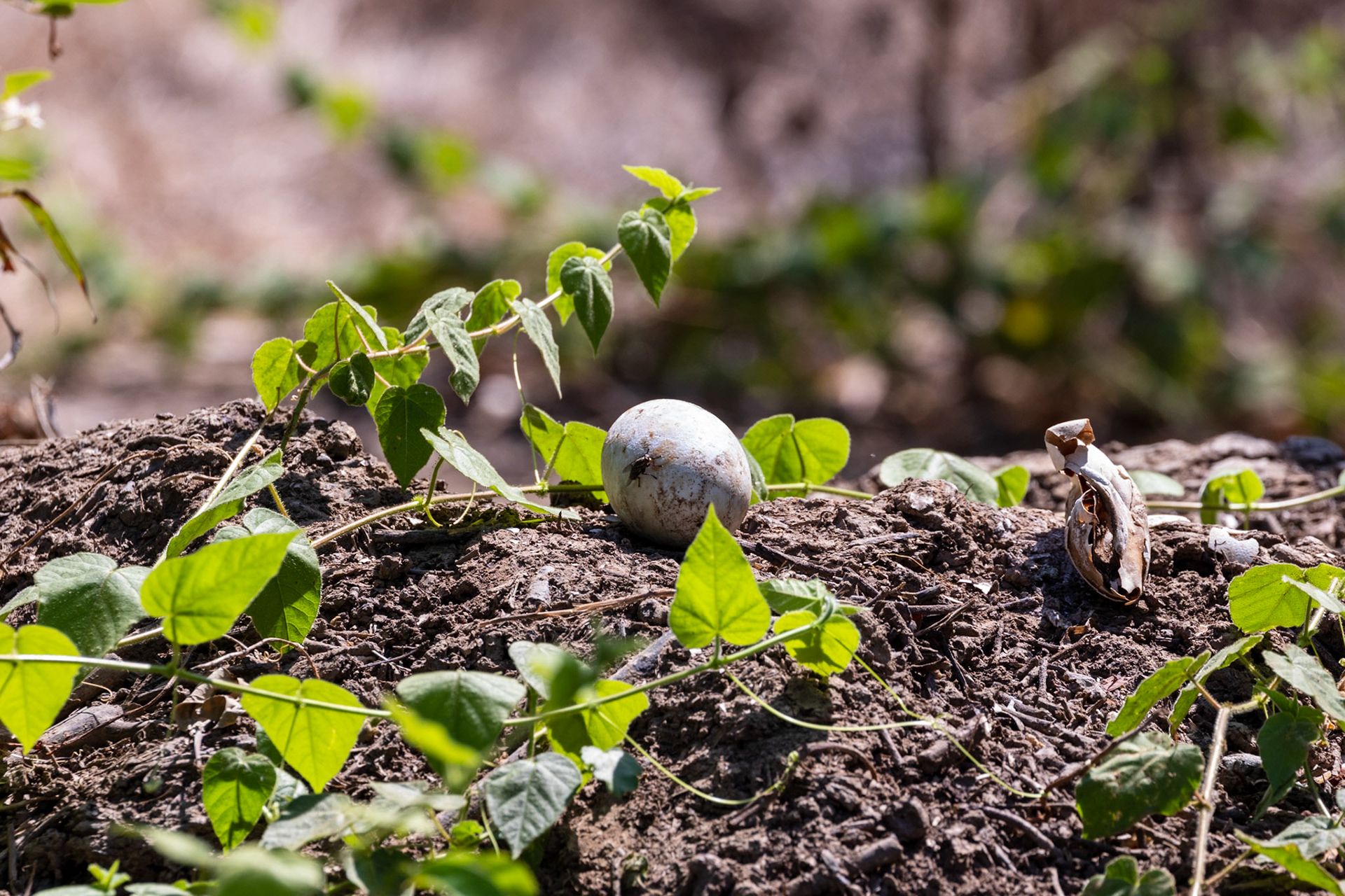 crocodile egg in nest