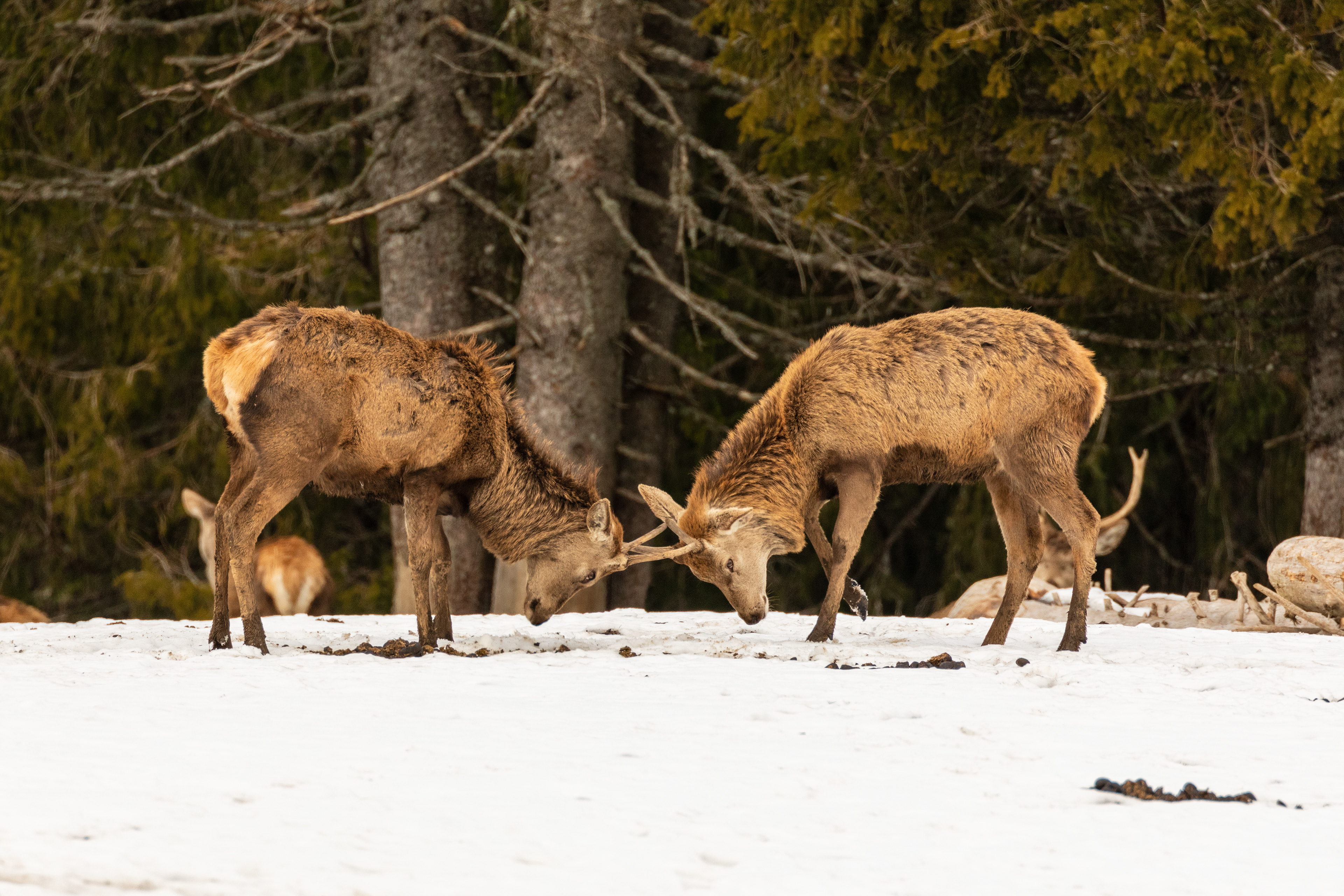 two young red deer stags fighting