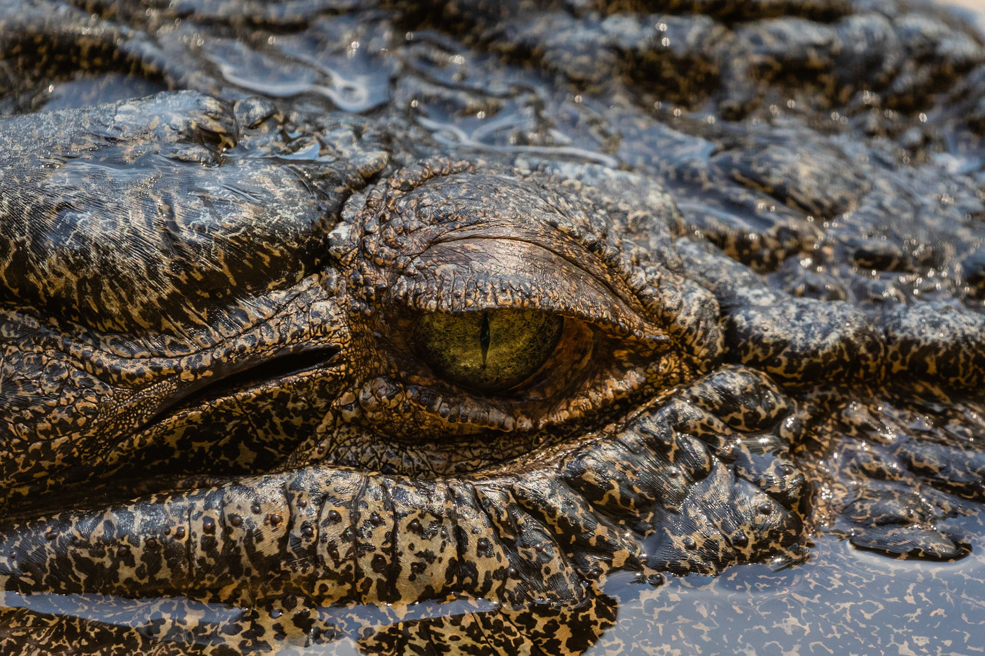 crocodile eye closeup