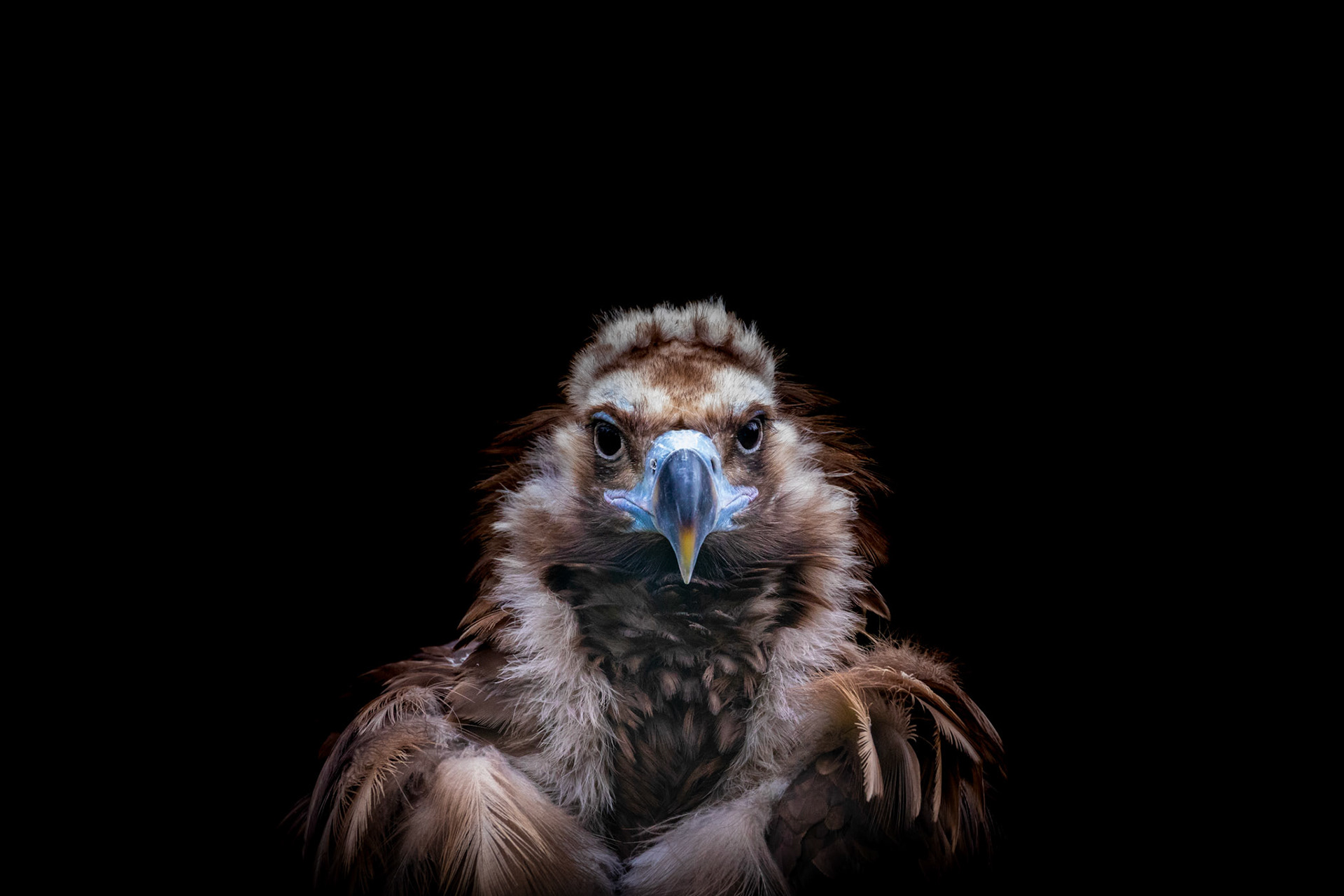 black vulture closeup
