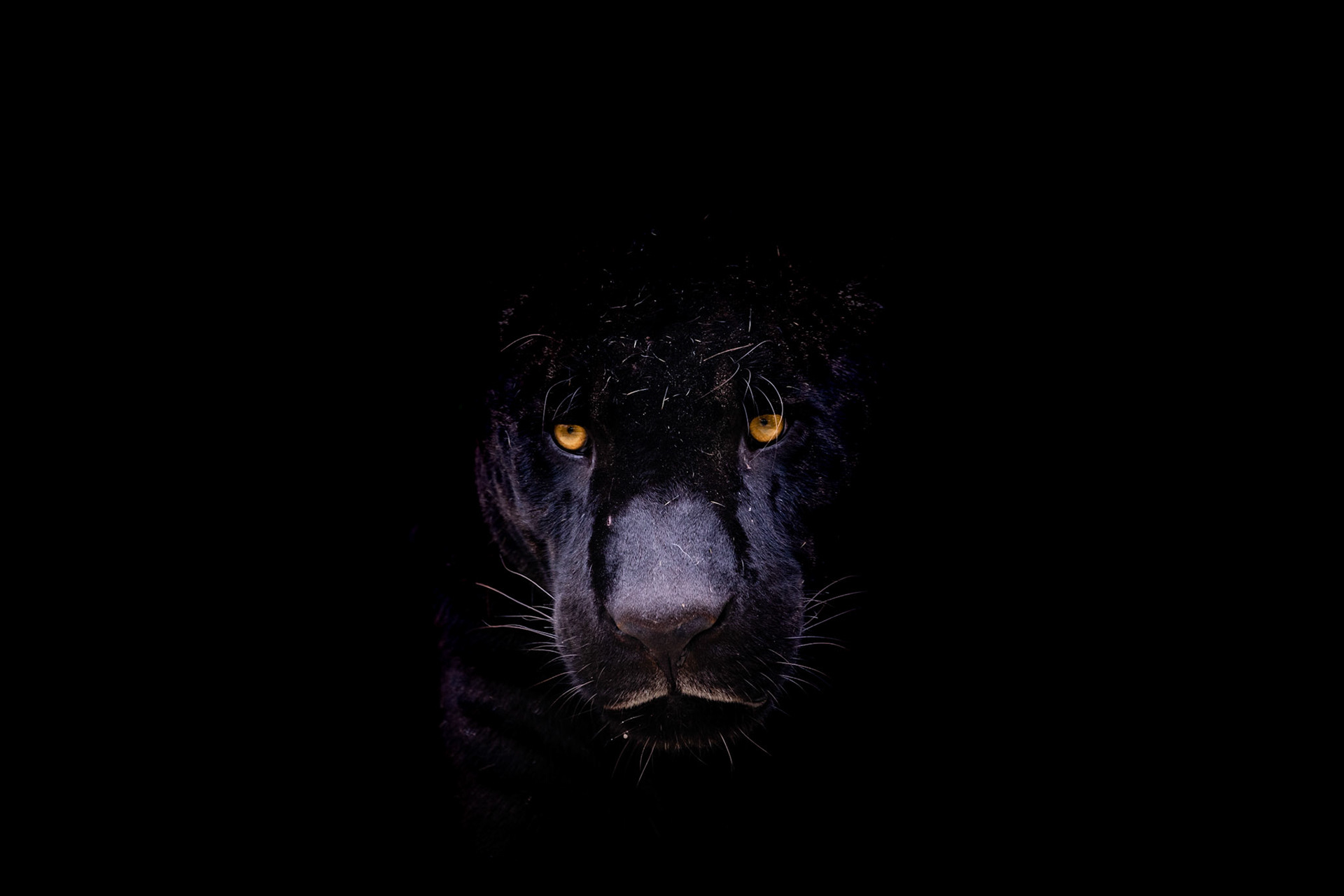 black panther jaguar portrait