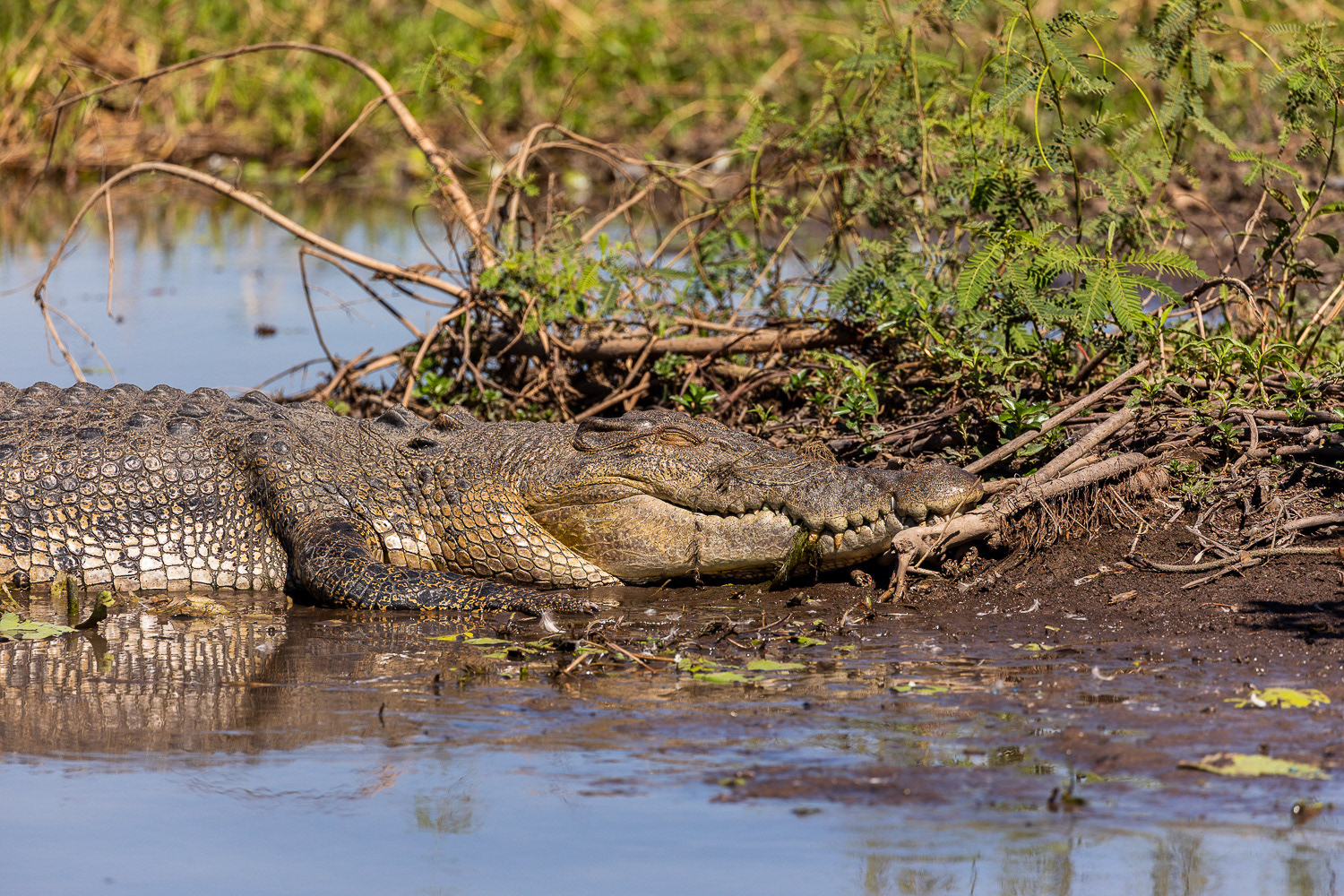 saltwater crocodile sunbathing on land