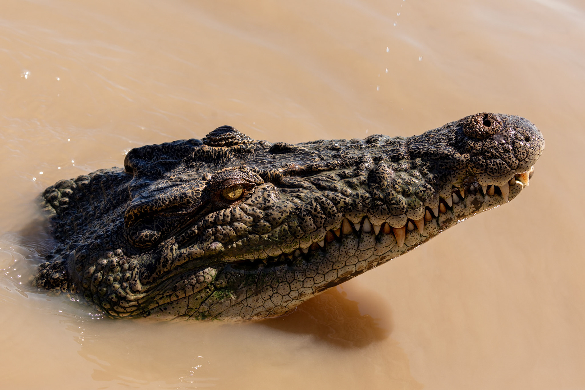 saltwater crocodile on adelaide river