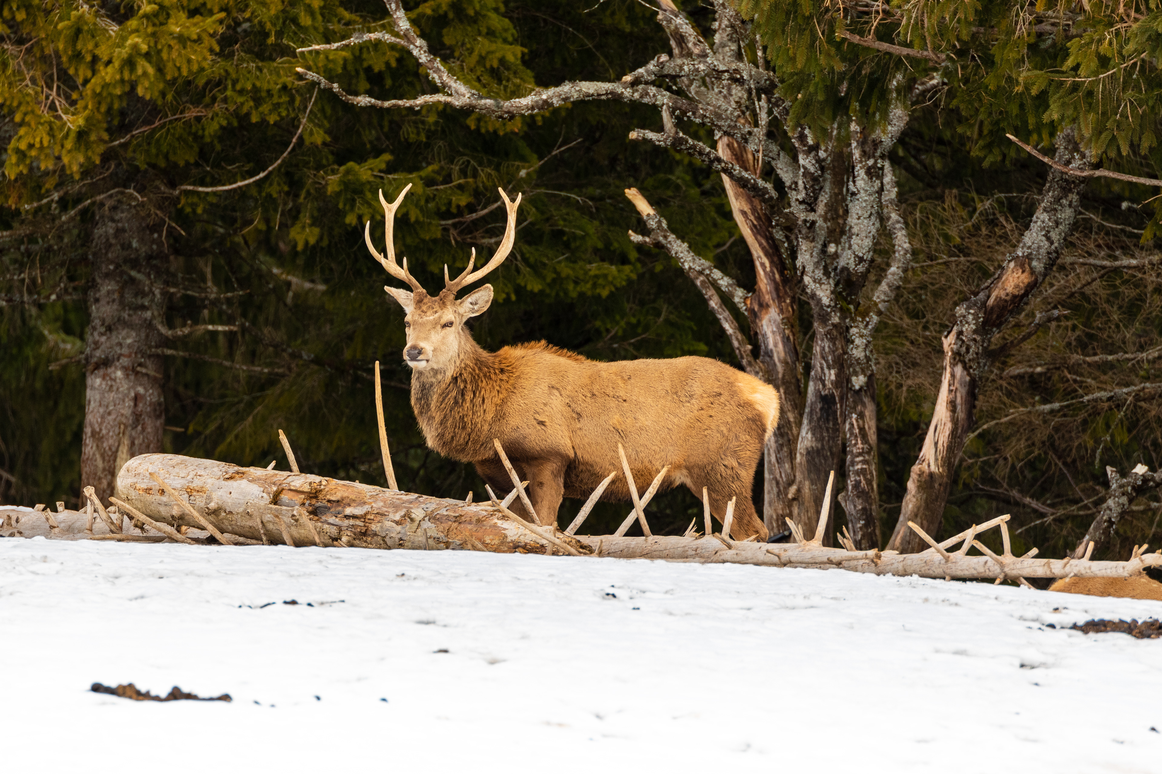 red deer stag with antlers