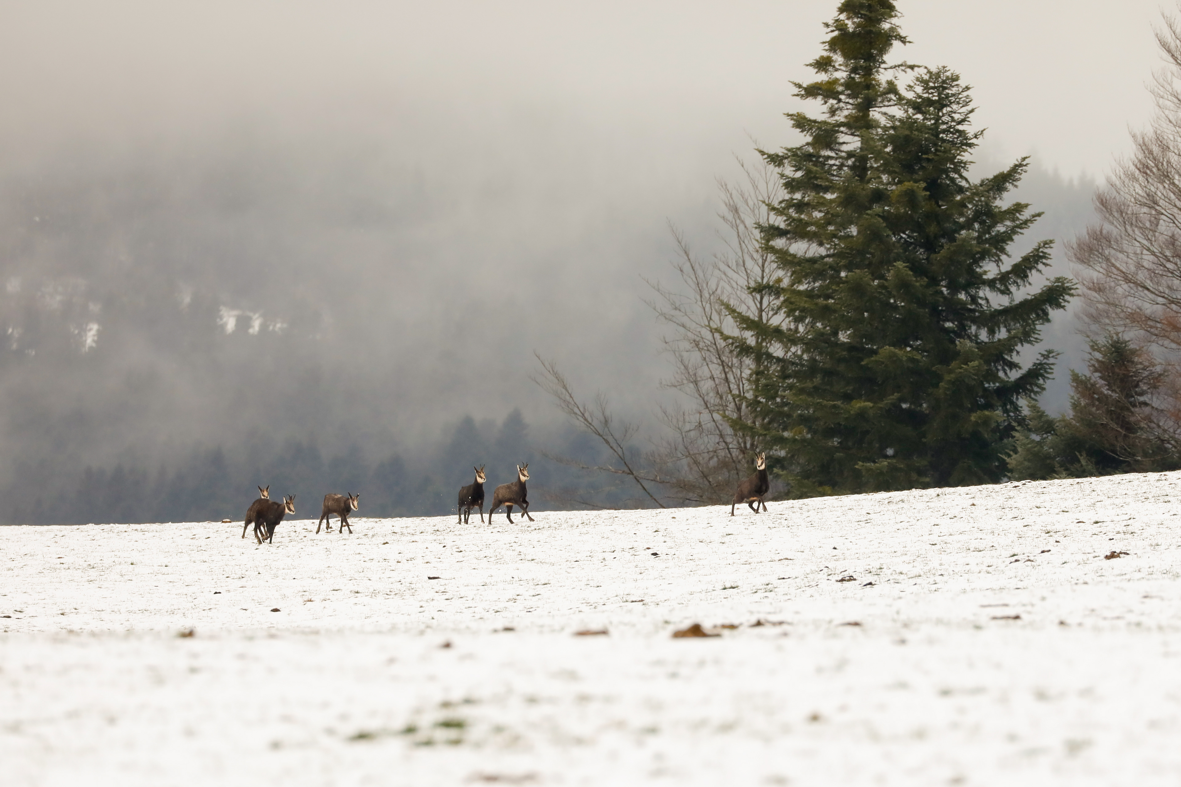 herd of chamois (rupicapra) in the mountains
