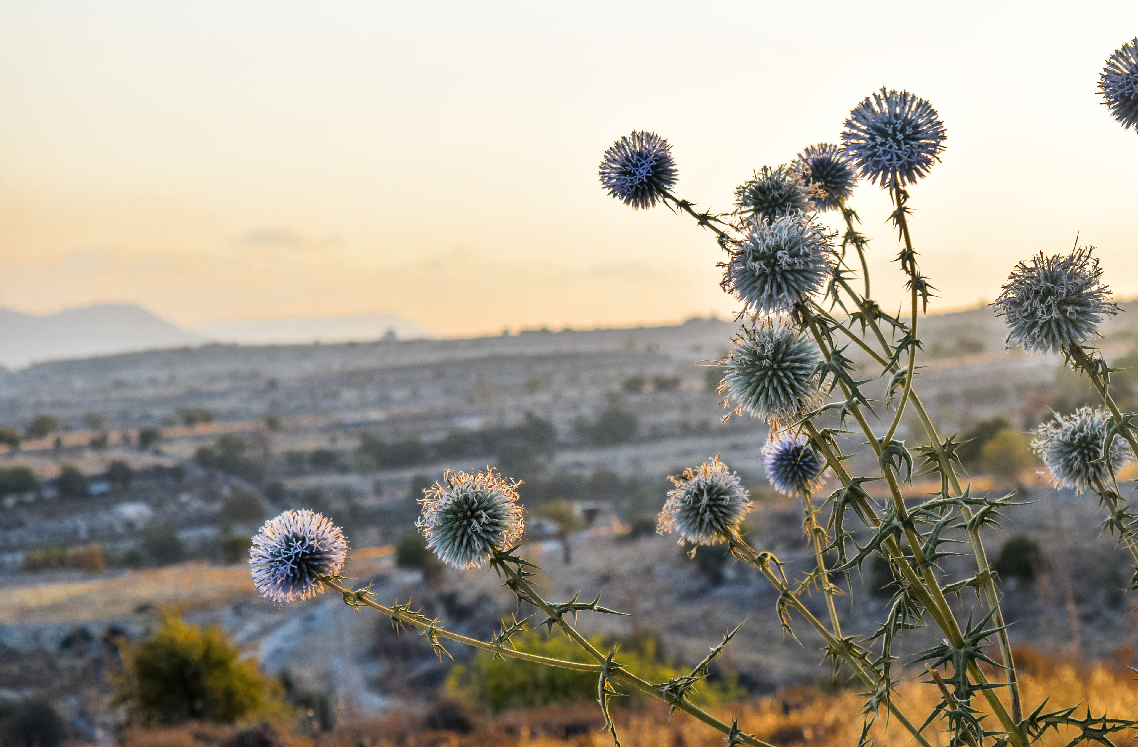 Evening Thistle, Cyprus